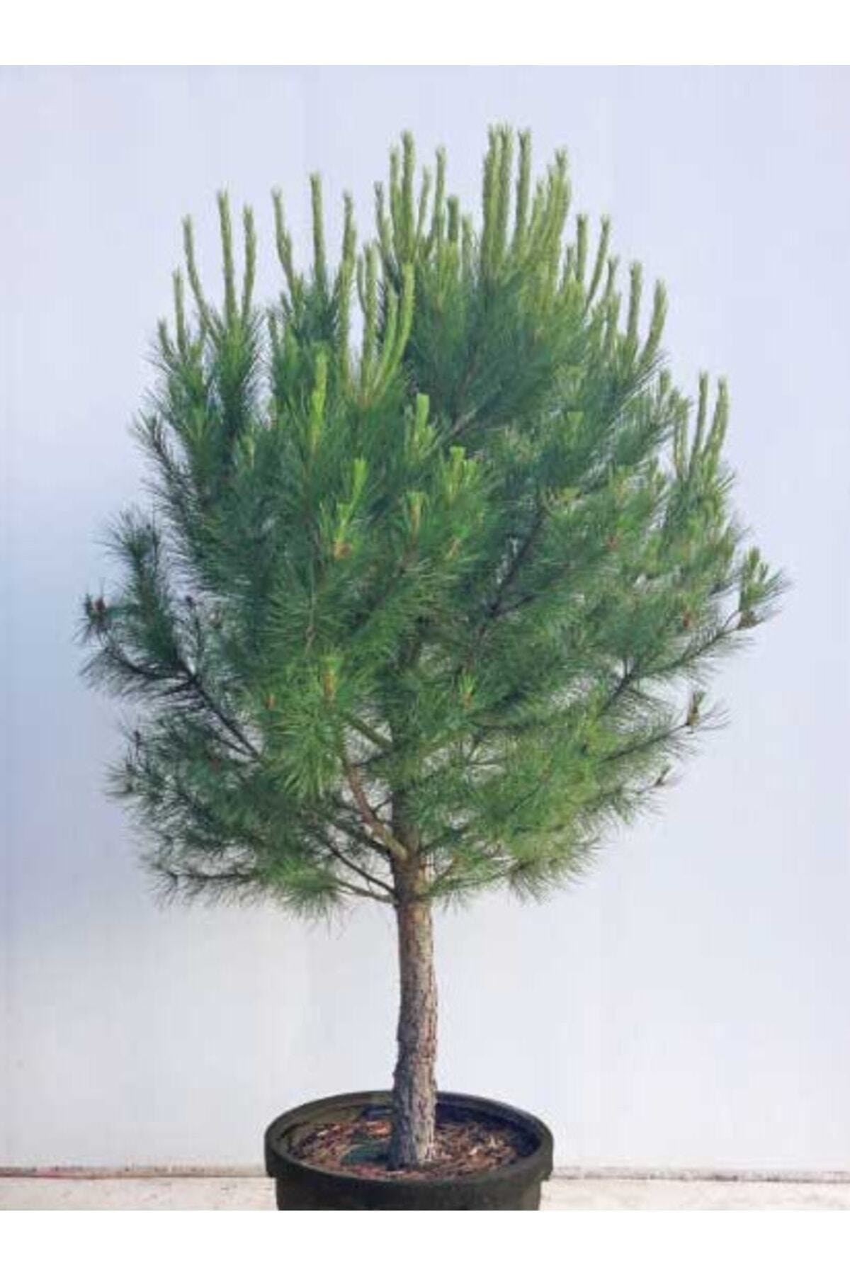 Tüplü Fıstık Çam Fidanı Yaş 3 Boy 80-120cm