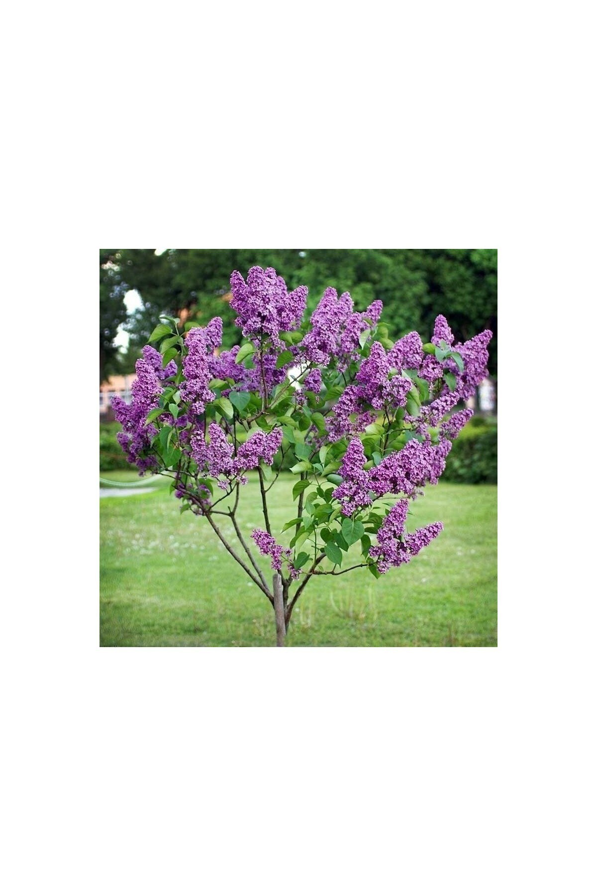 Leylak Fidanı ( Syringa Chinensis )