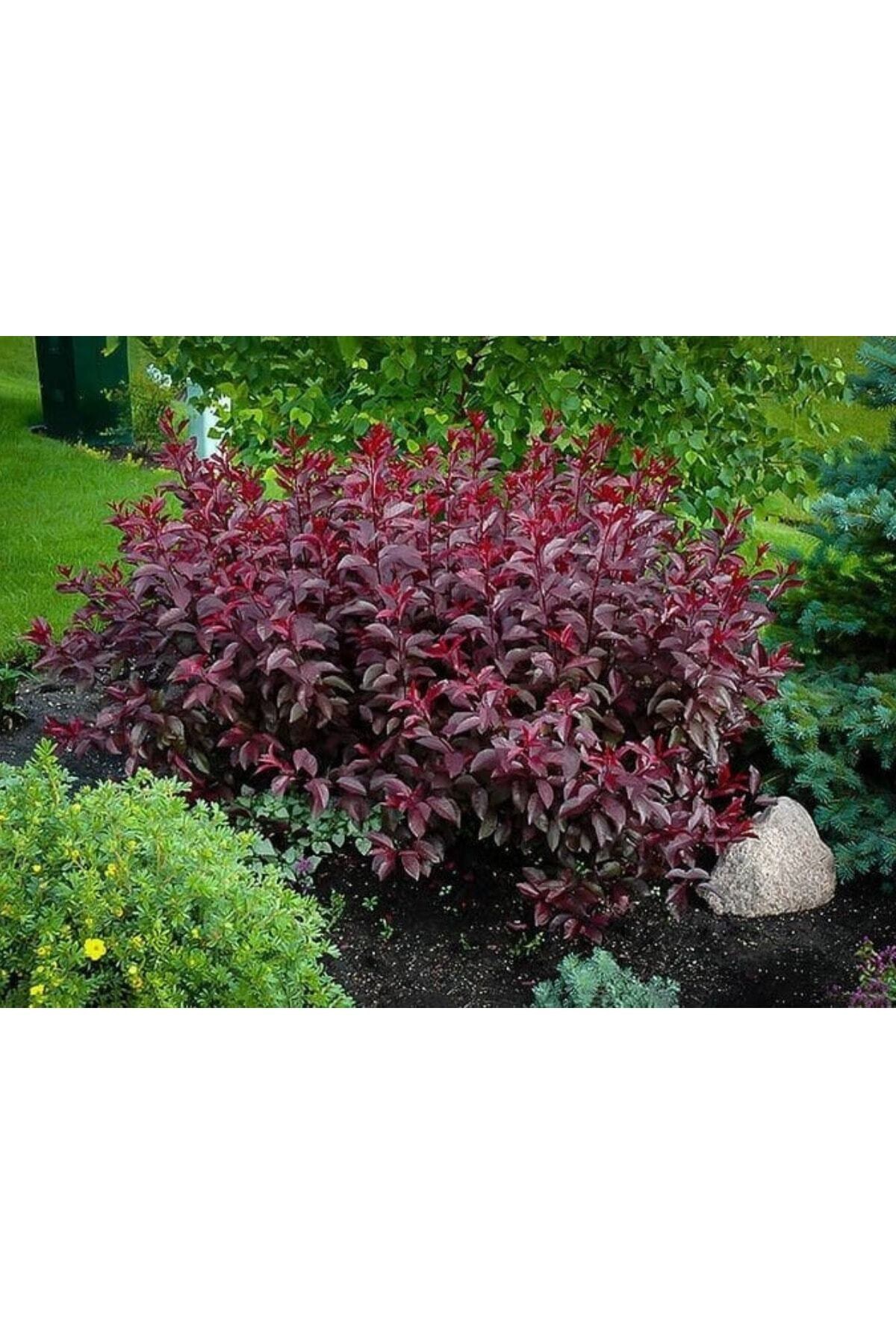 Berberis Fidanı