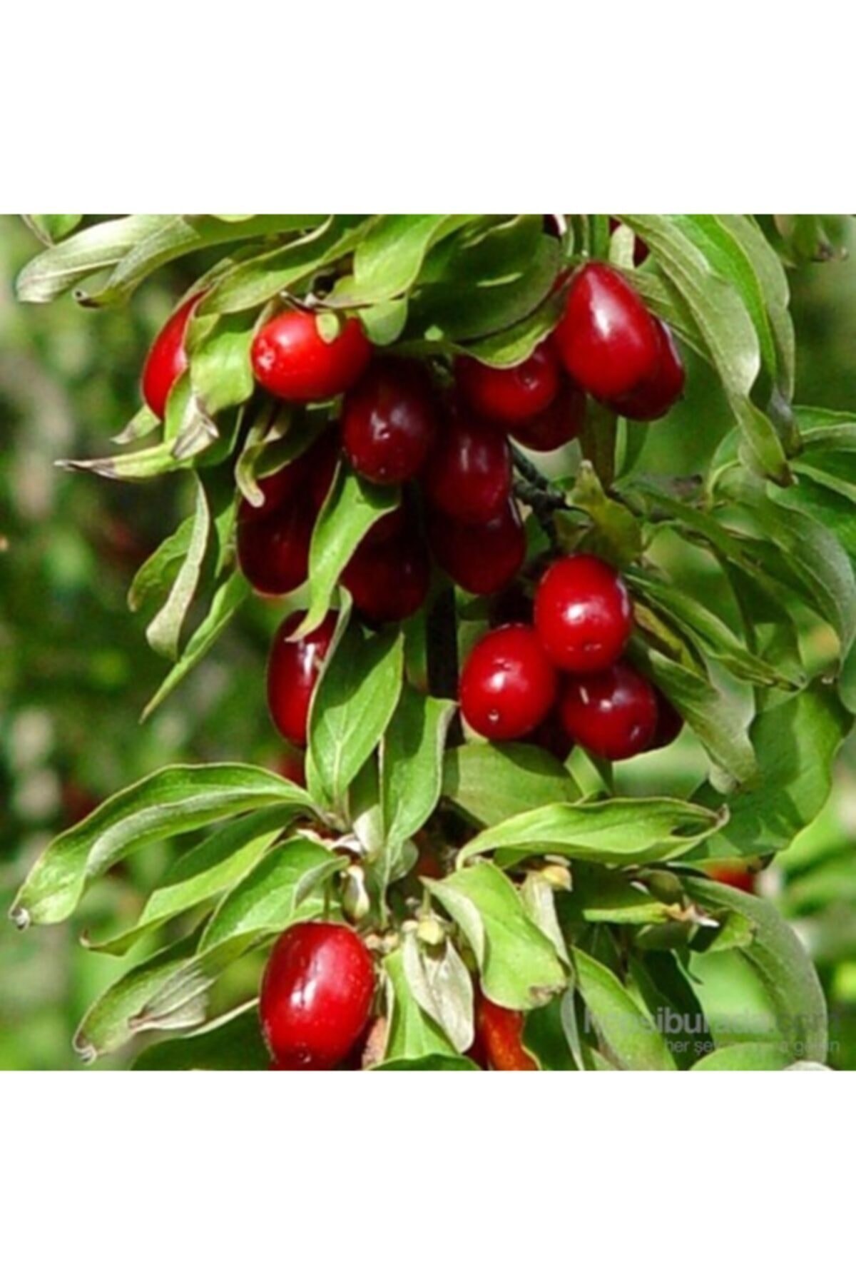 Tüplü Kızılcık Fidanı 40-70 Cm