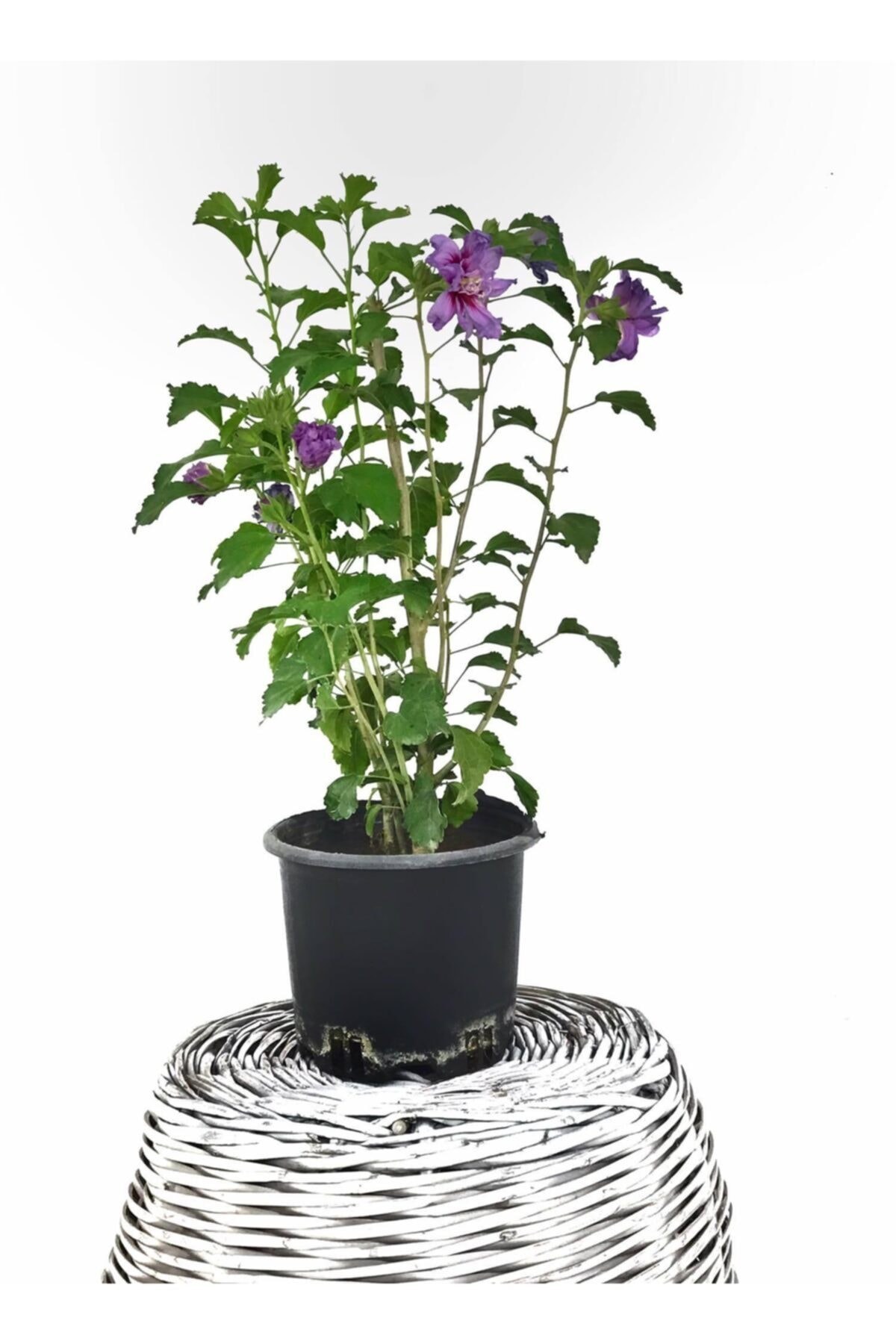 Hatmi (gül Hatmi Çiçeği) Hibiscus Syriacus
