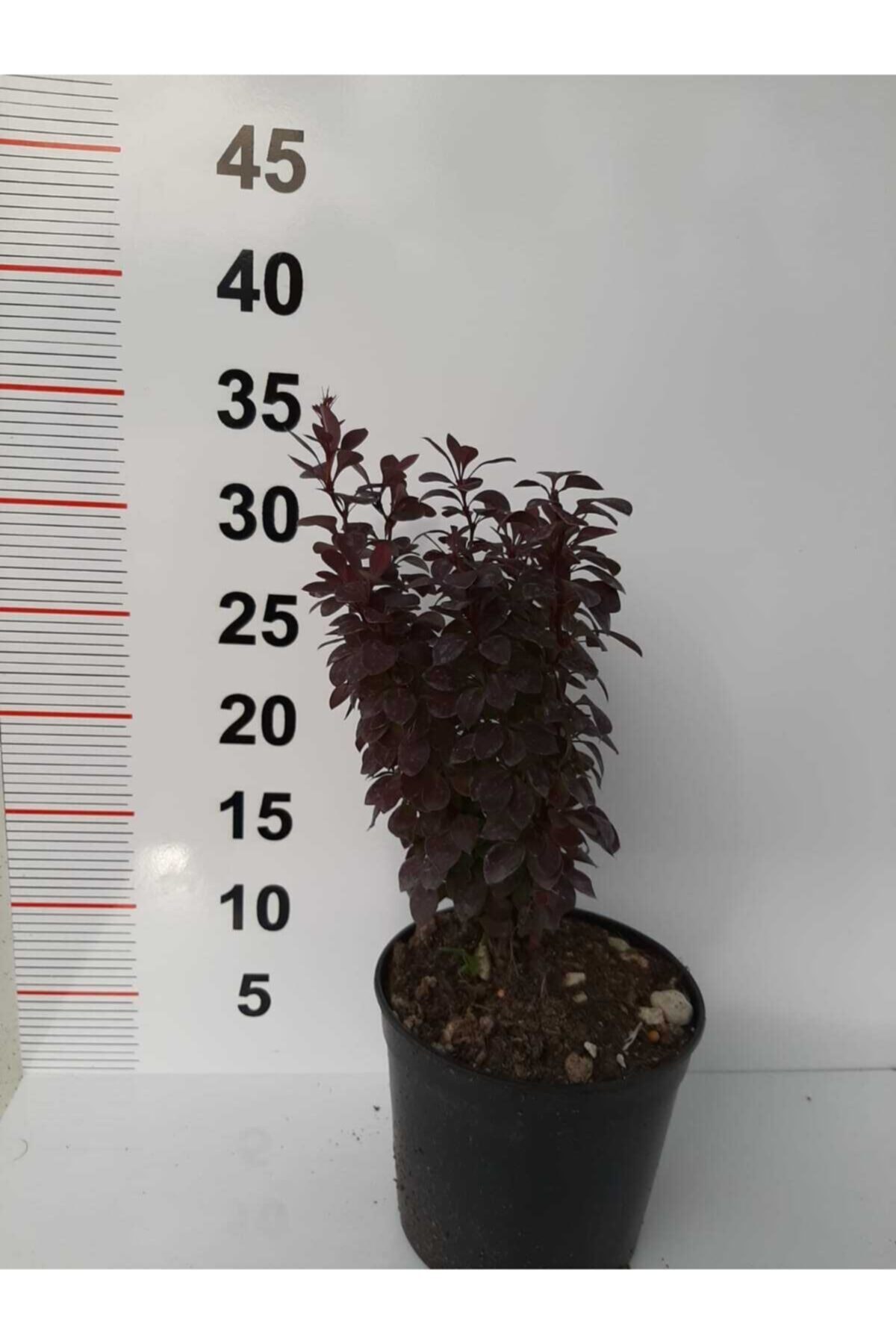 Roket Berberis – Kırmızı – 2 Adet
