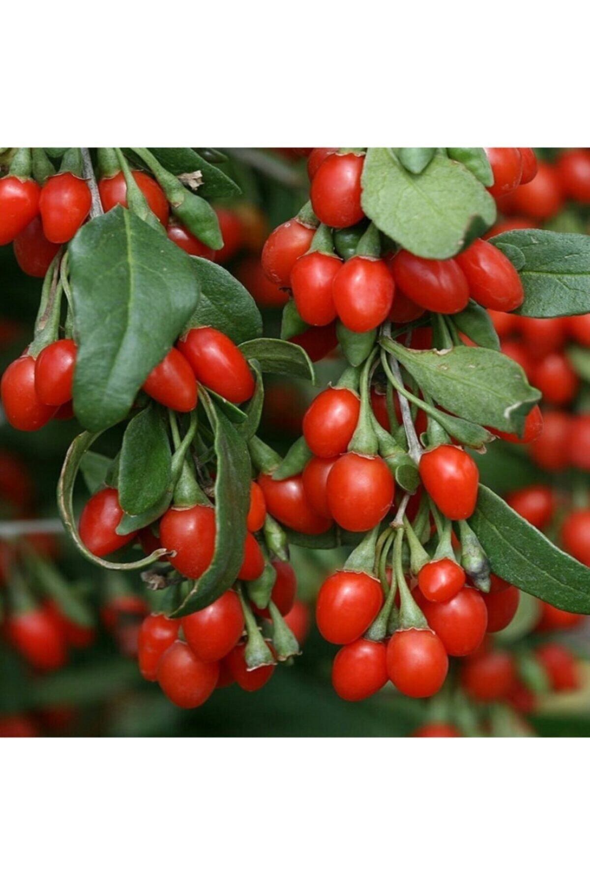 Goji Berry ( Gojiberry ) Kurt Üzümü Fidanı ( Tüplü  30-50 Cm )