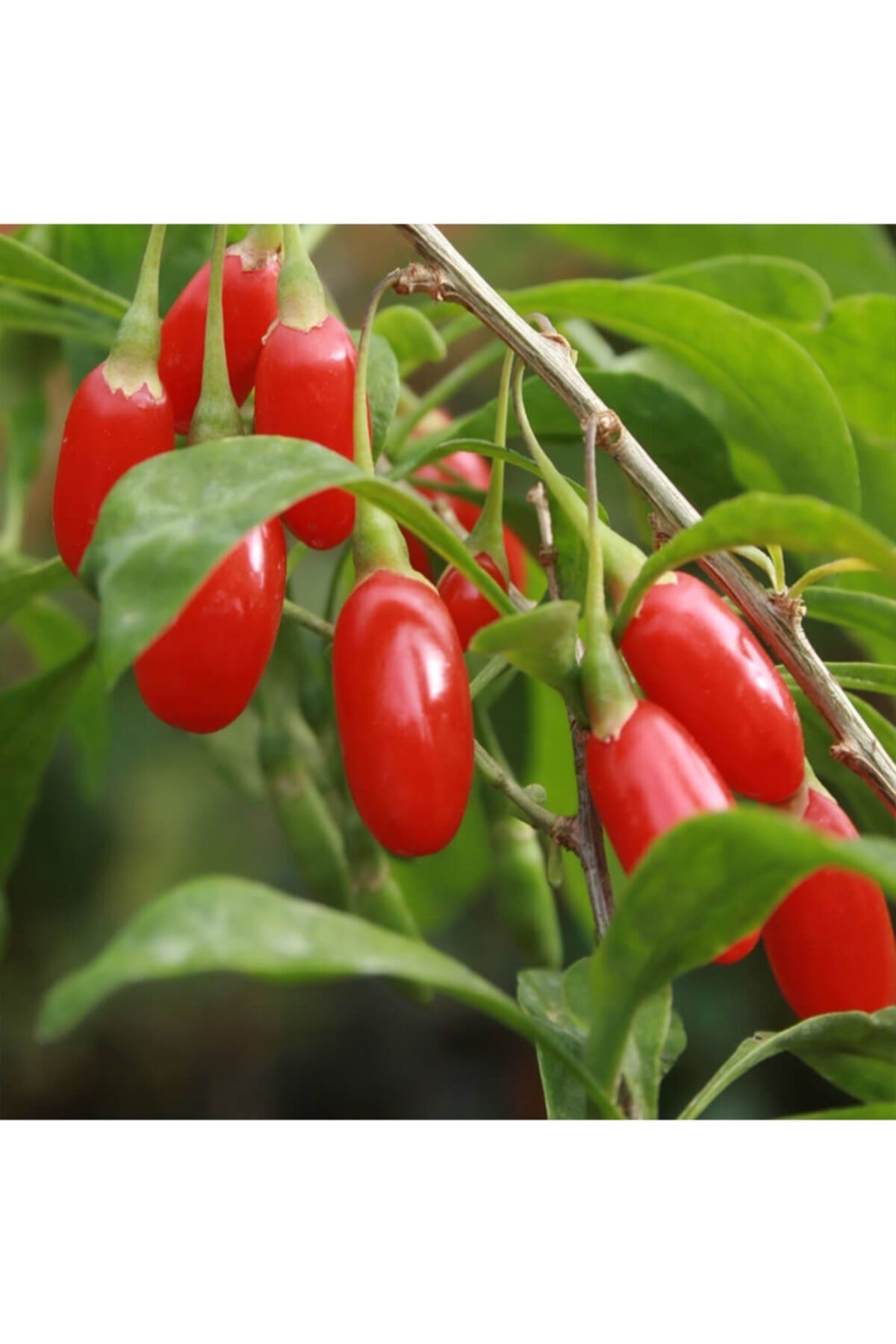 2 Adet Goji Berry Fidanı ( Nq7 ) Uzun Meyve Tüplü 1 Yaş 12 Ay Dikebilirsiniz....