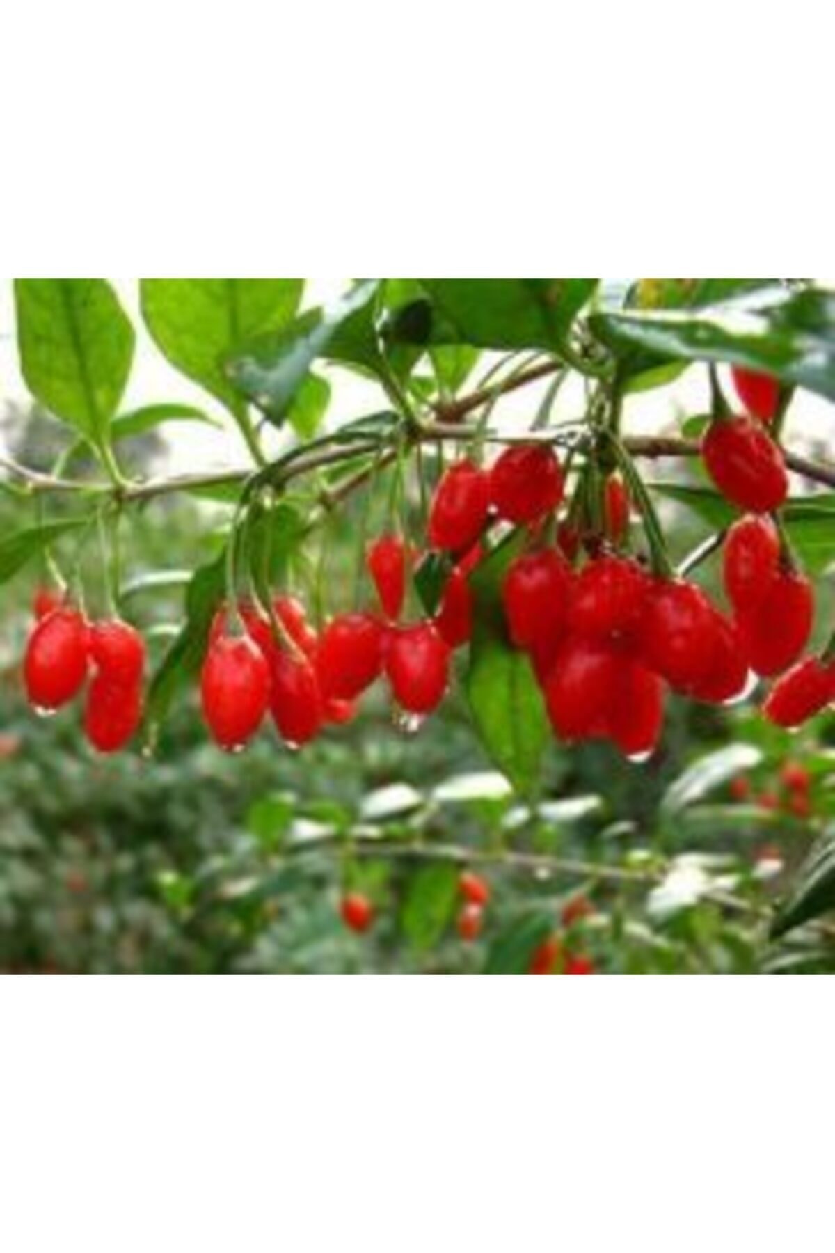 2 Adet Goji Berry Fidanı ( Damaye ) Tombul Meyve Tüplü 1 Yaş 12 Ay Dikebilirsiniz....