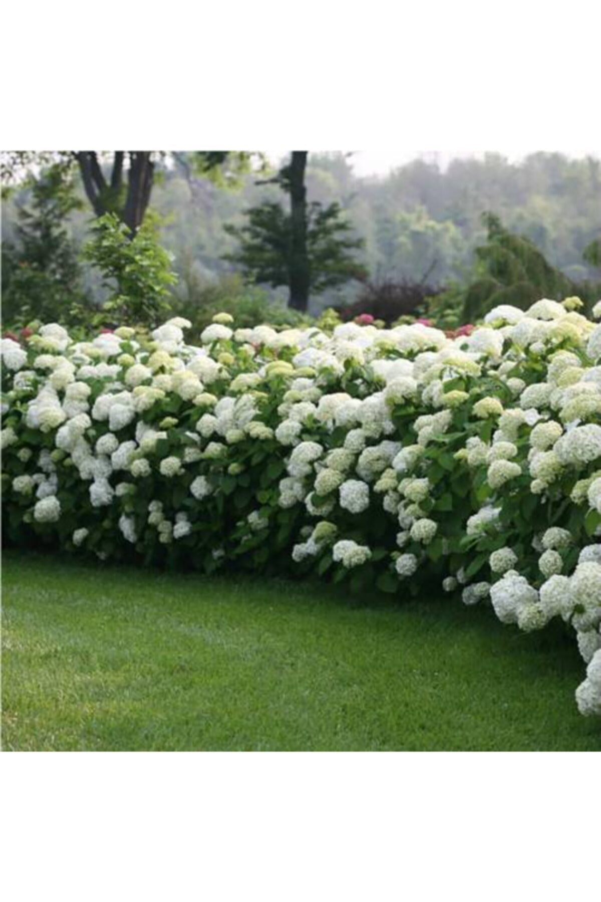 Ithal Kartopu Çiçeği 50-60 cm  Saksılı