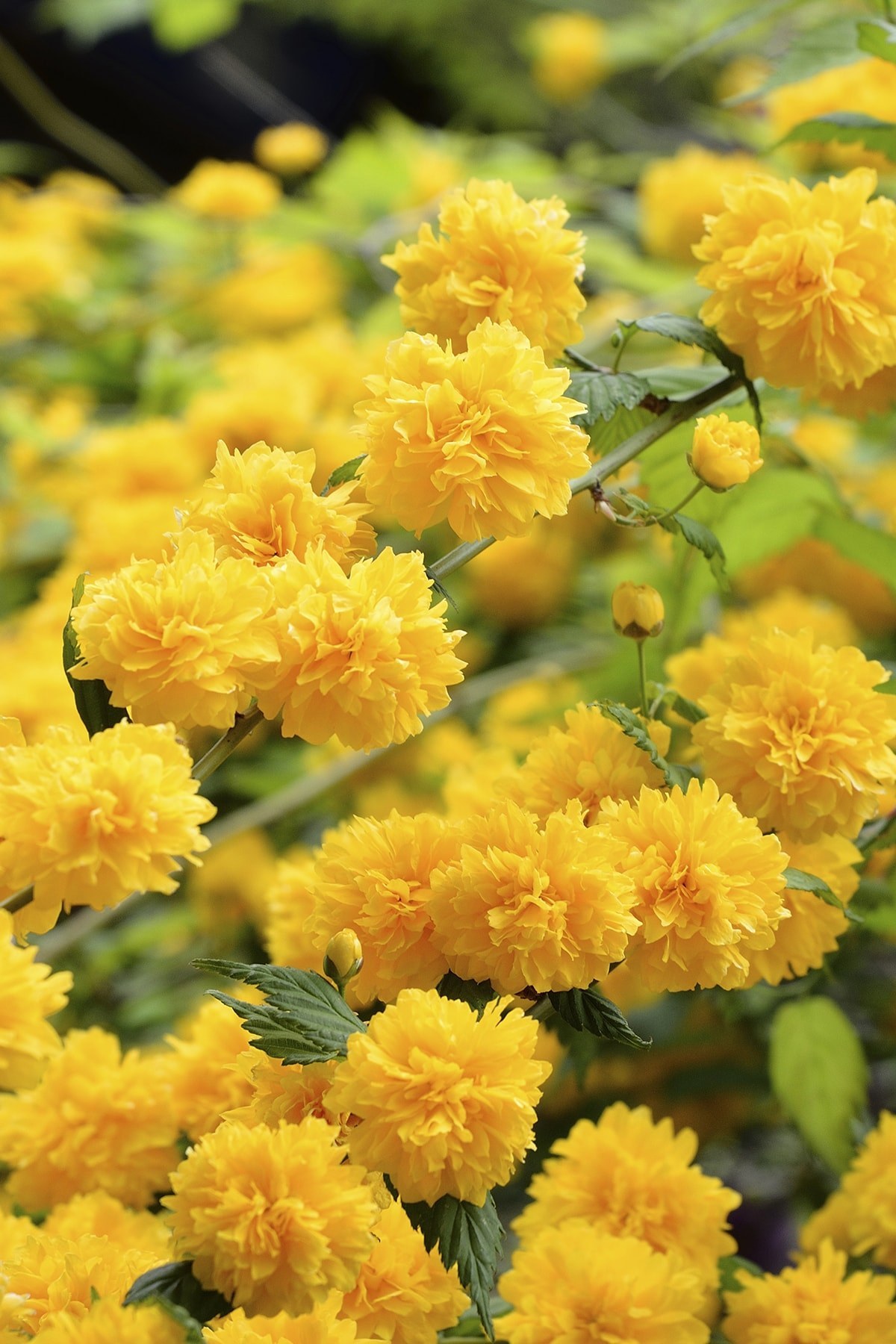 Kanarya Gülü Çiçeği Fidanı Saksılı (kerria Japonica)