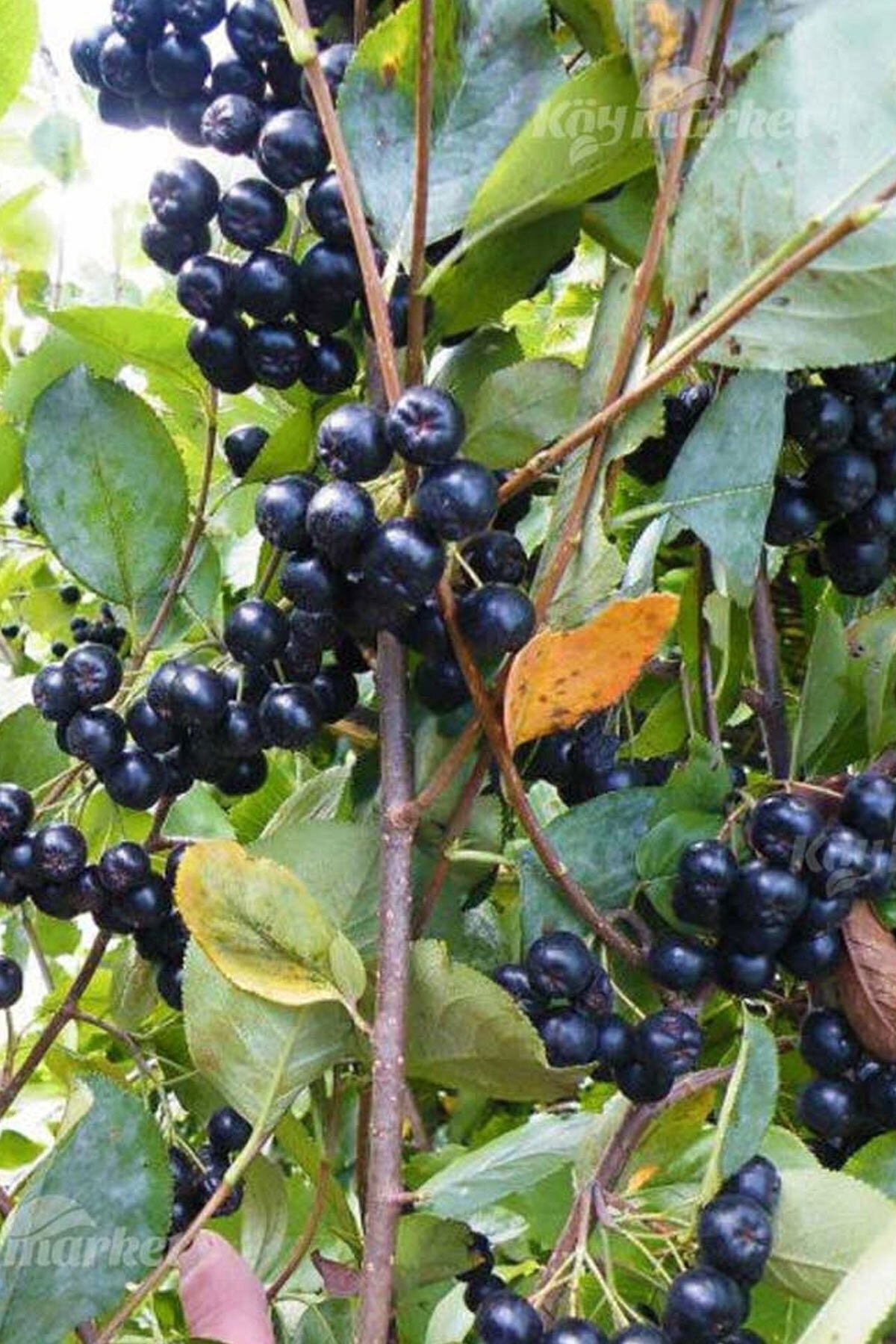 Aronia ( Nero ) Fidanı Saksılı 30 - 40 cm