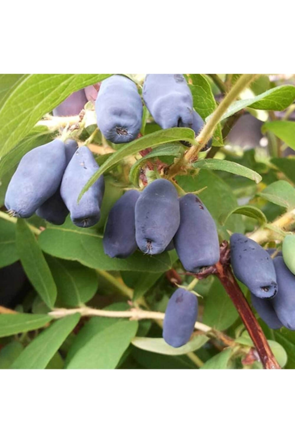 Bal Yemişi Fidanı / Honeyberry Fidanı