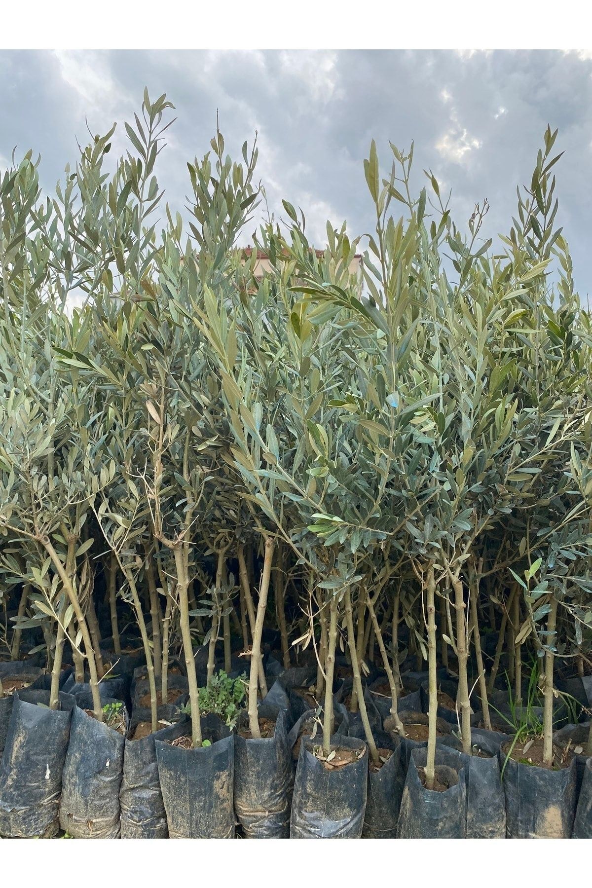 2 Yaş 1 Metre Uzunluğunda Gemlik Zeytin Fidanı