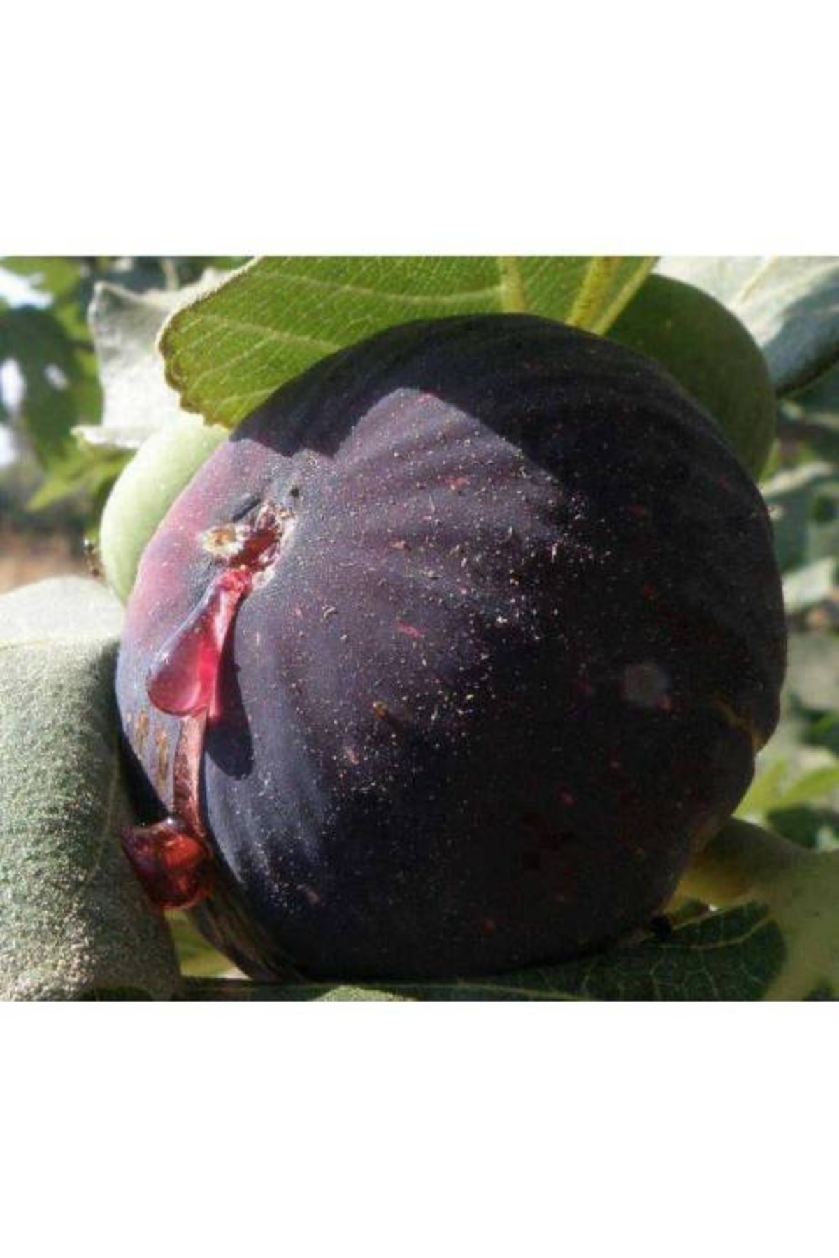 Bursa Siyah Incir ( Yediveren ) Fidanı  30-50 Cm )
