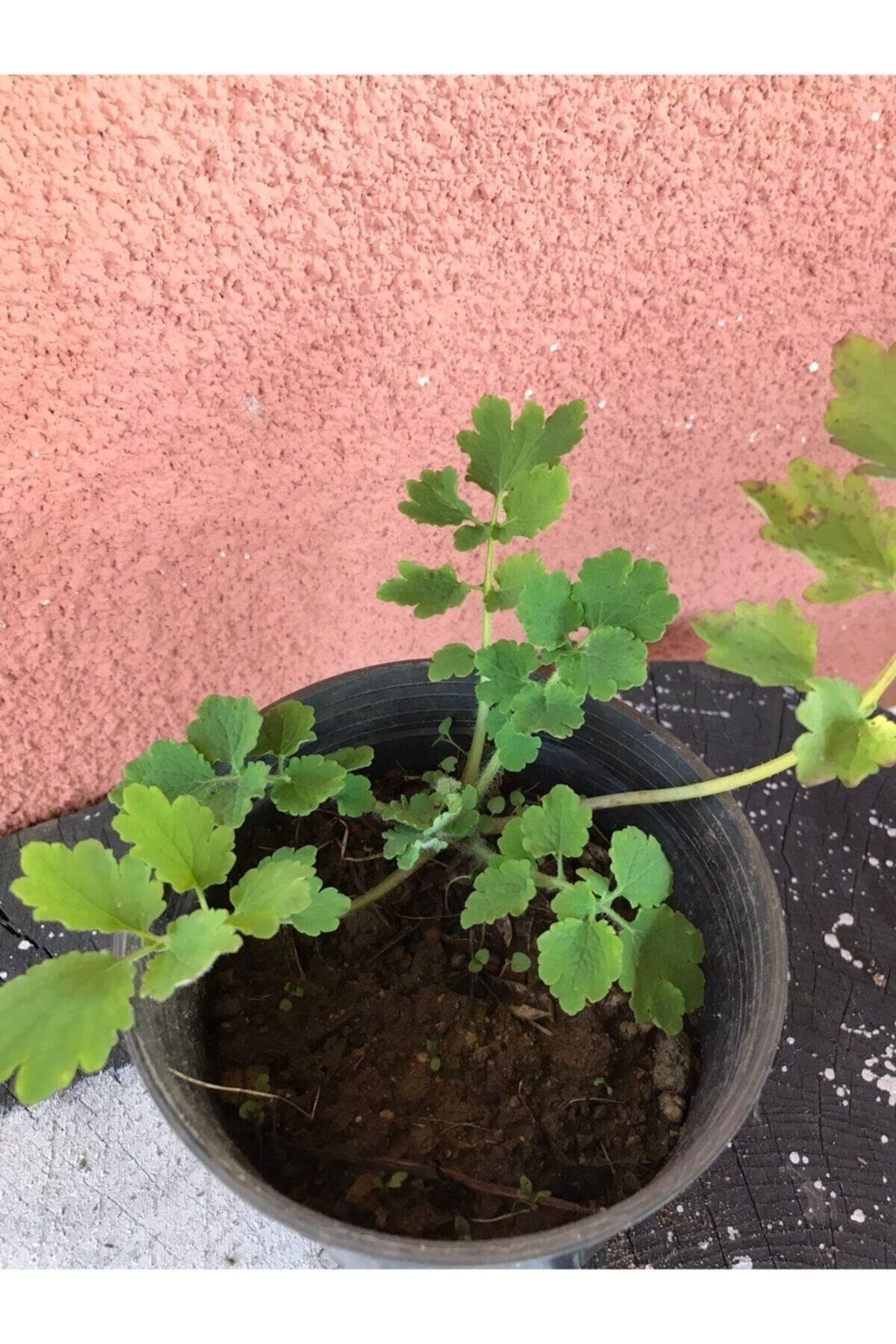 25 Adet Kırlangıç Otu (TEMRE OTU) Tohumu