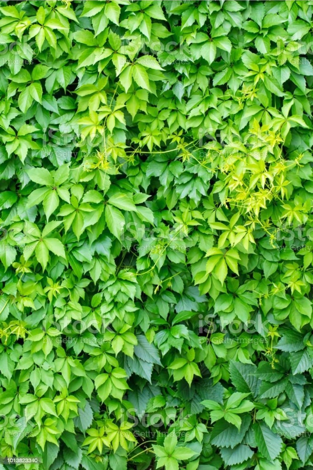 Amerikan Sarmaşığı Parthenocissus