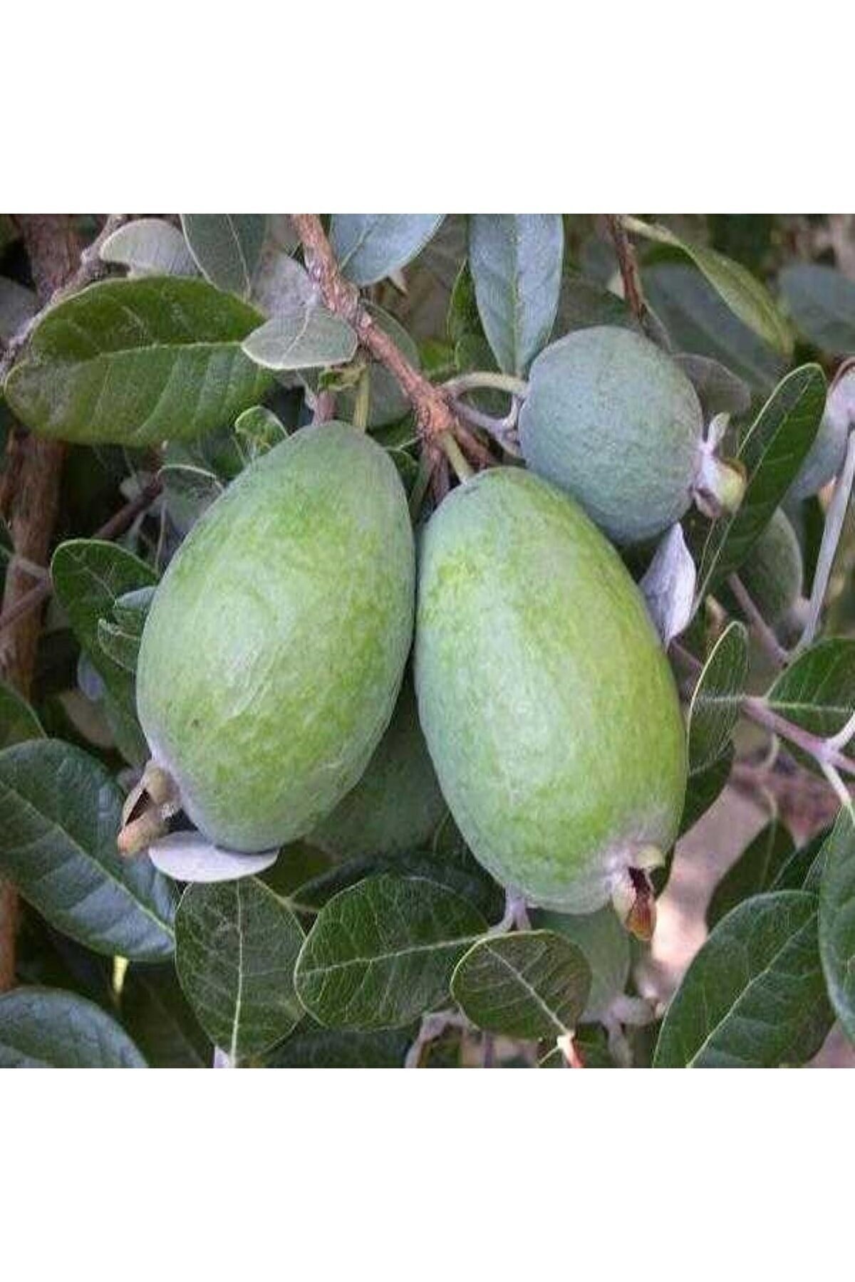 Tüplü Feijoa (KAYMAK AĞACI) Fidanı