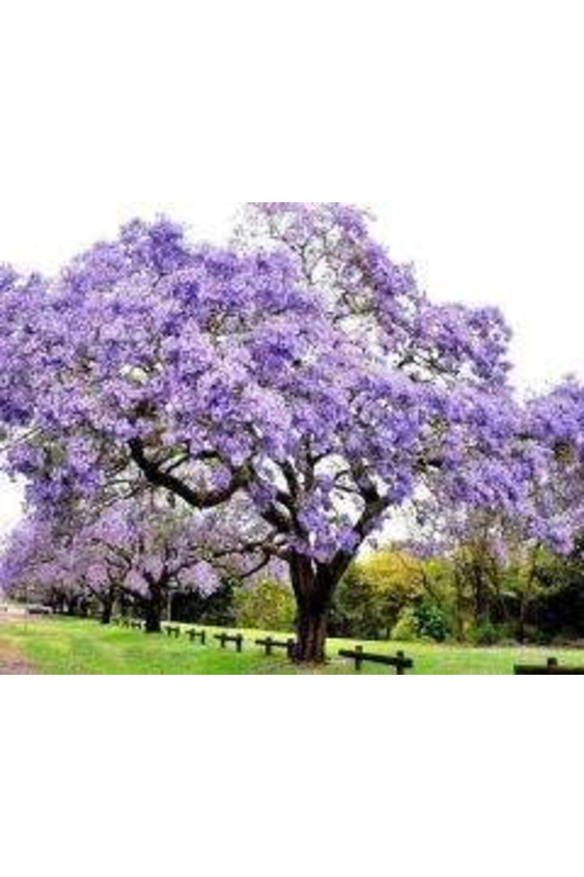 Dünya'nın En Hızlı Büyüyen Ağacı Paulownia Fidanı