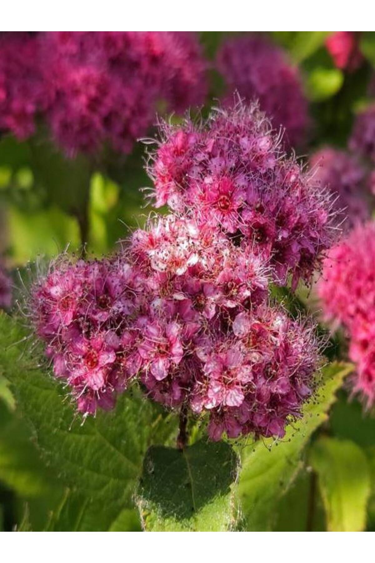 Videolu Pembe Çiçekli Keçi Sakalı Fidanı 1 Adet Saksılı/ Tüplü 60-80 Cm ( Ispirya Spiraea)