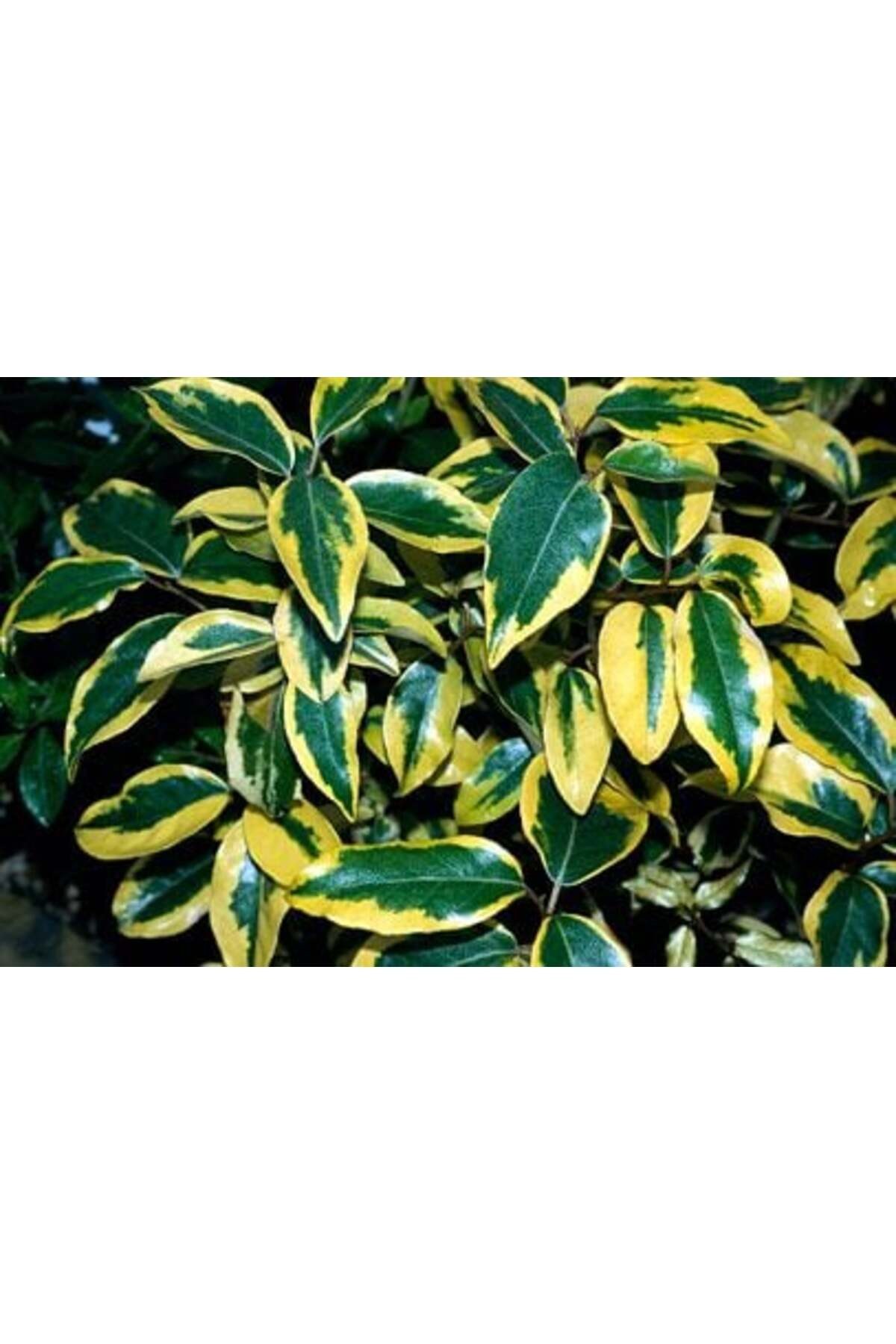 Süs Iğdesi [elaeagnus Pungens Thunb. “maculata”]
