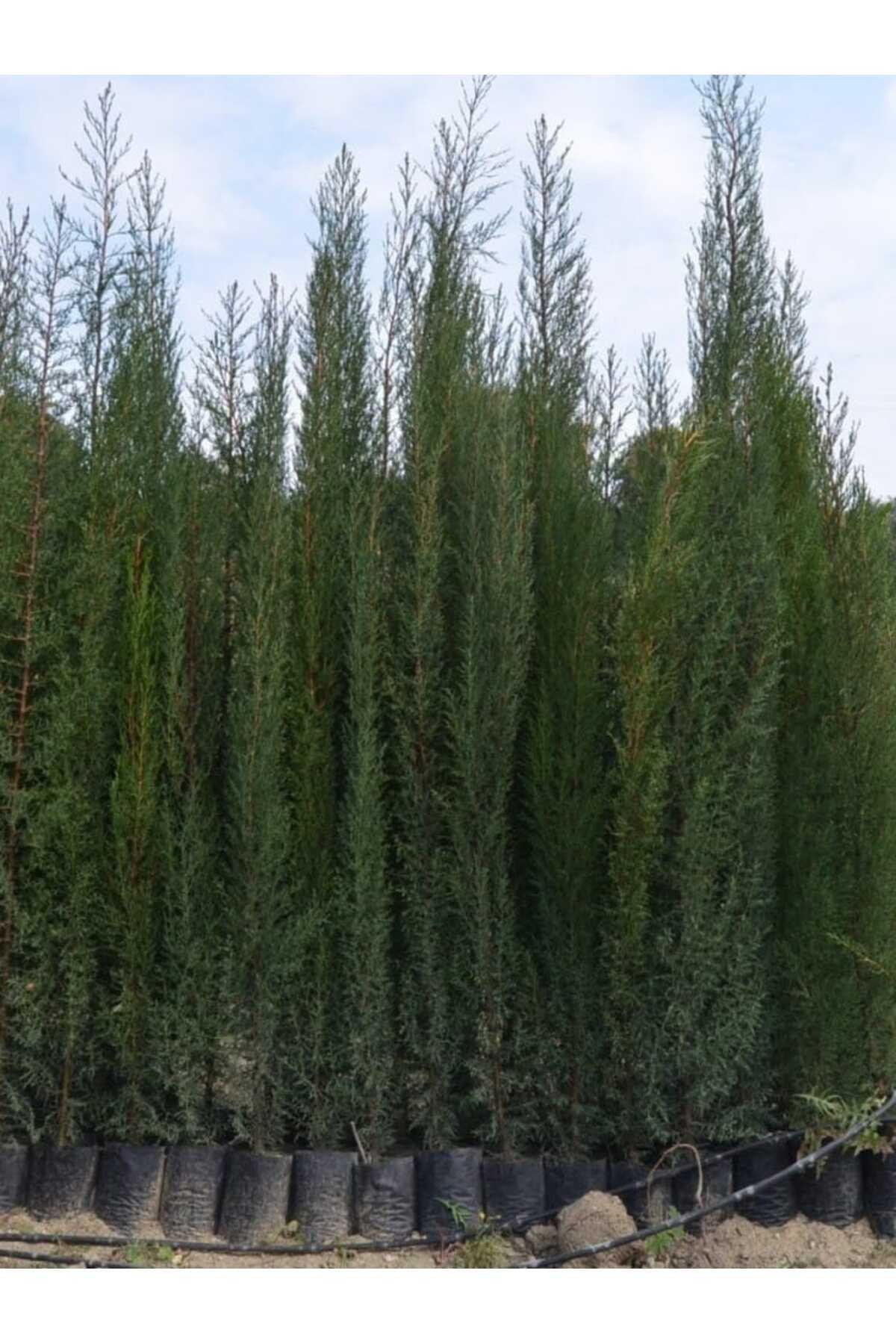 6 Adet Tüplü Kara Servi Boy 90-120cm