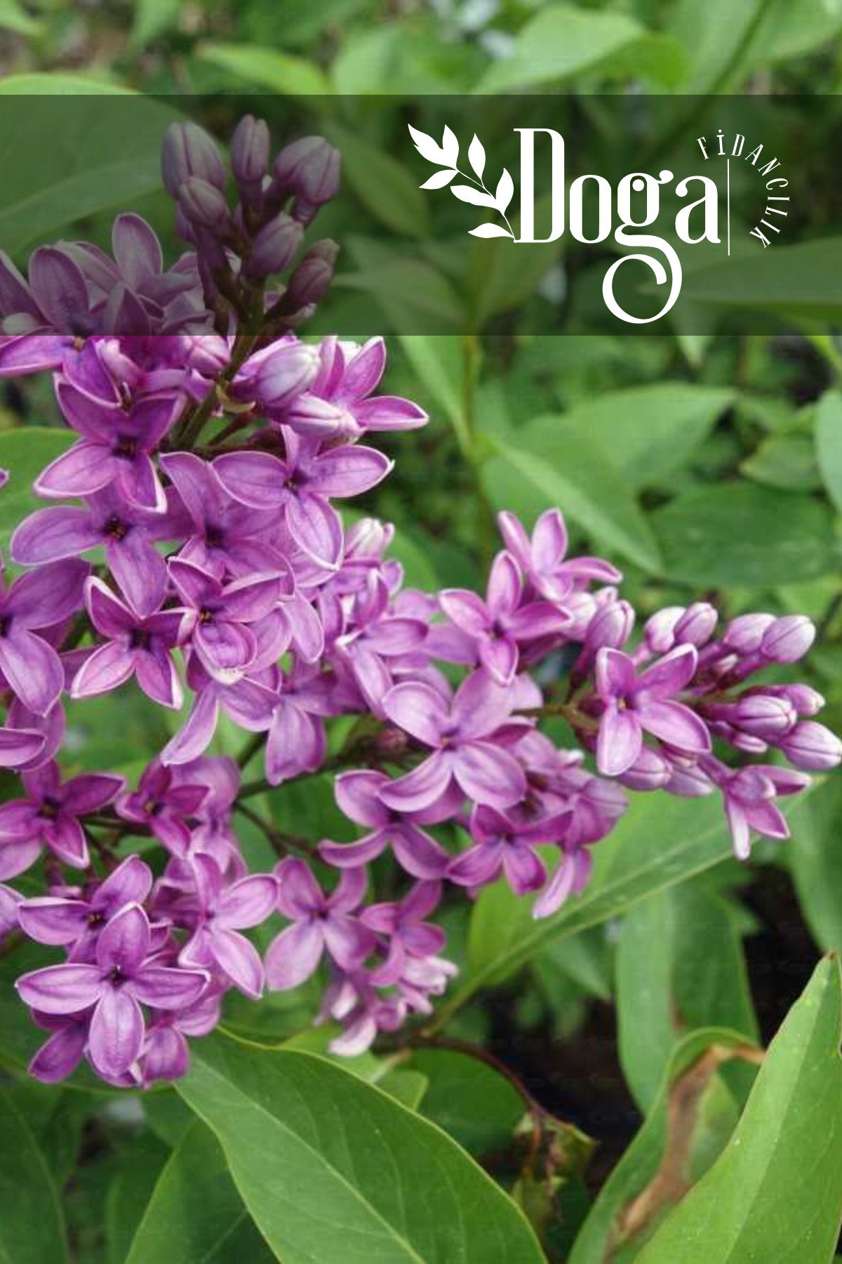 Mor Renkli Leylak ( Syringa Vulgaris ) Ağacı Fidanı 2 Yaş
