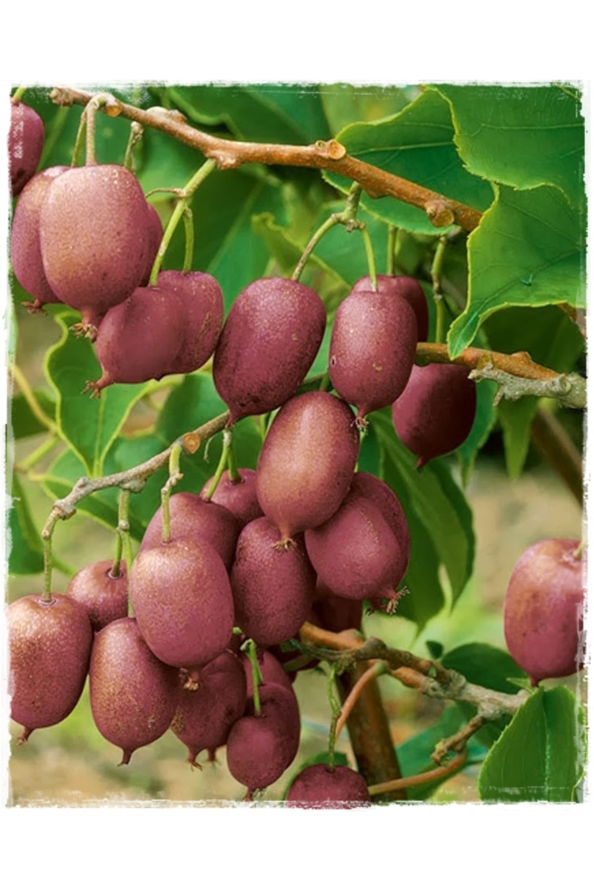Kivi Fidanı Mini Actinidia arguta Ananas Naya