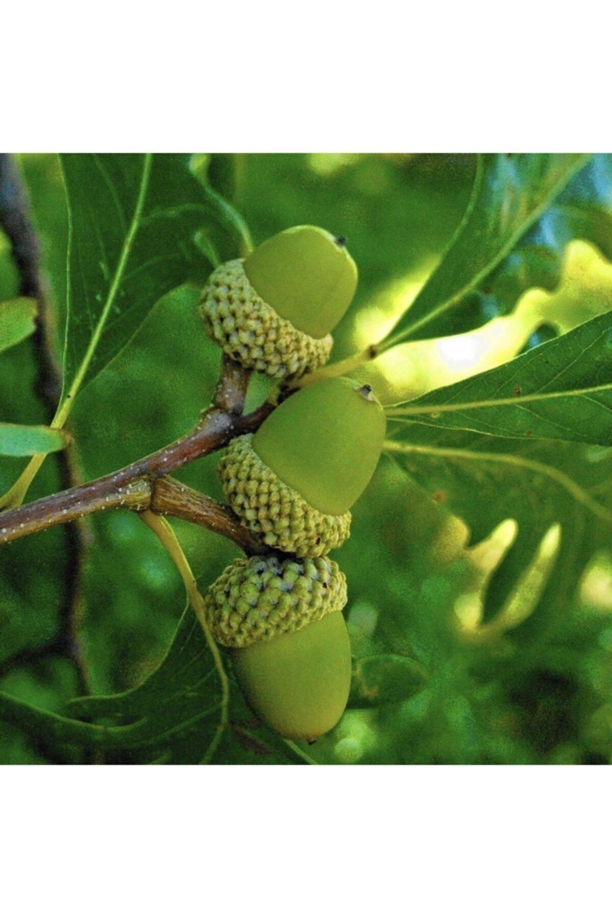 Tüplü (quercus) Meşe Ağacı Fidanı  30-50 cm