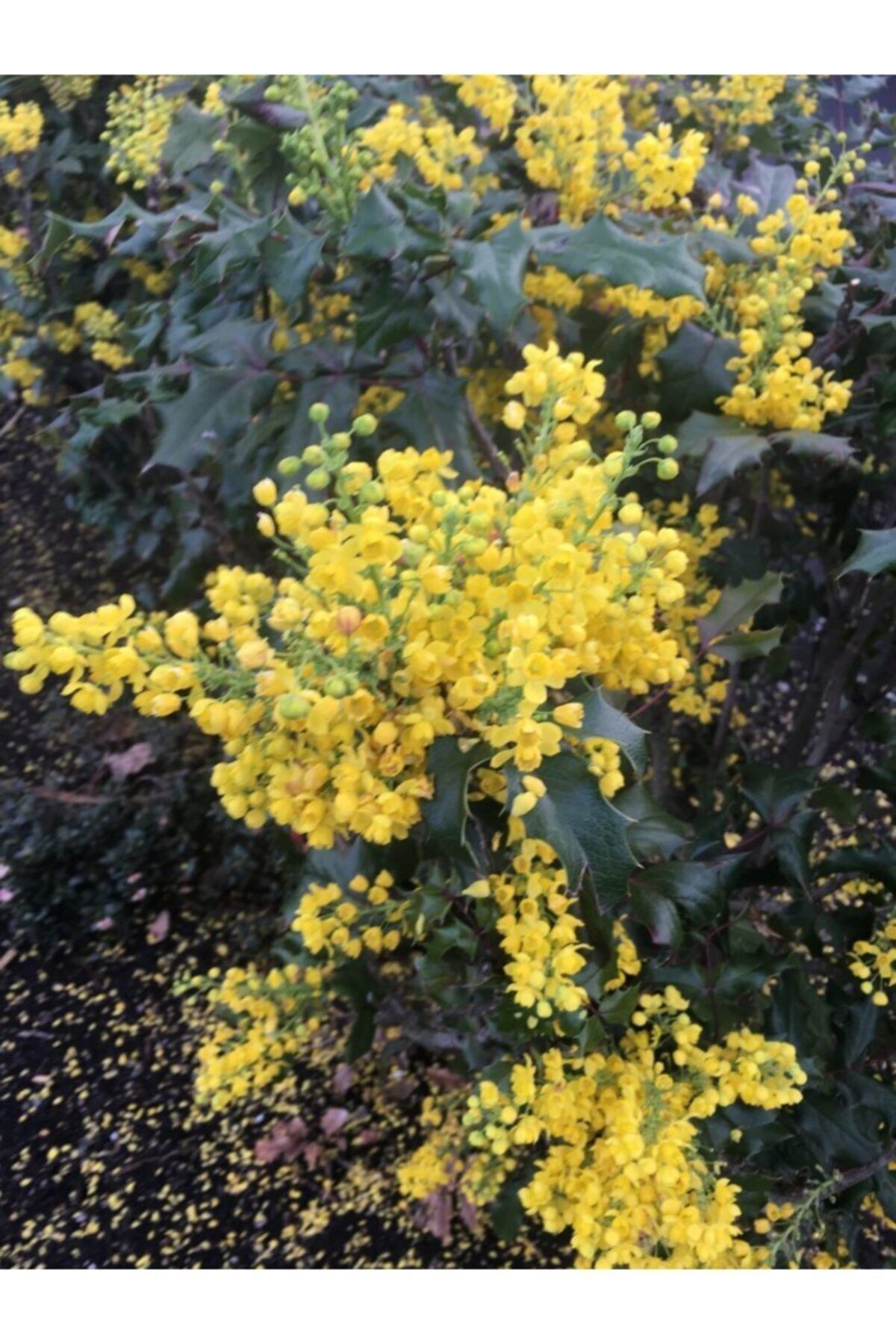 Mahonia Aquifolium Mahonya Çalısı, 20-40 Cm, Saksıda