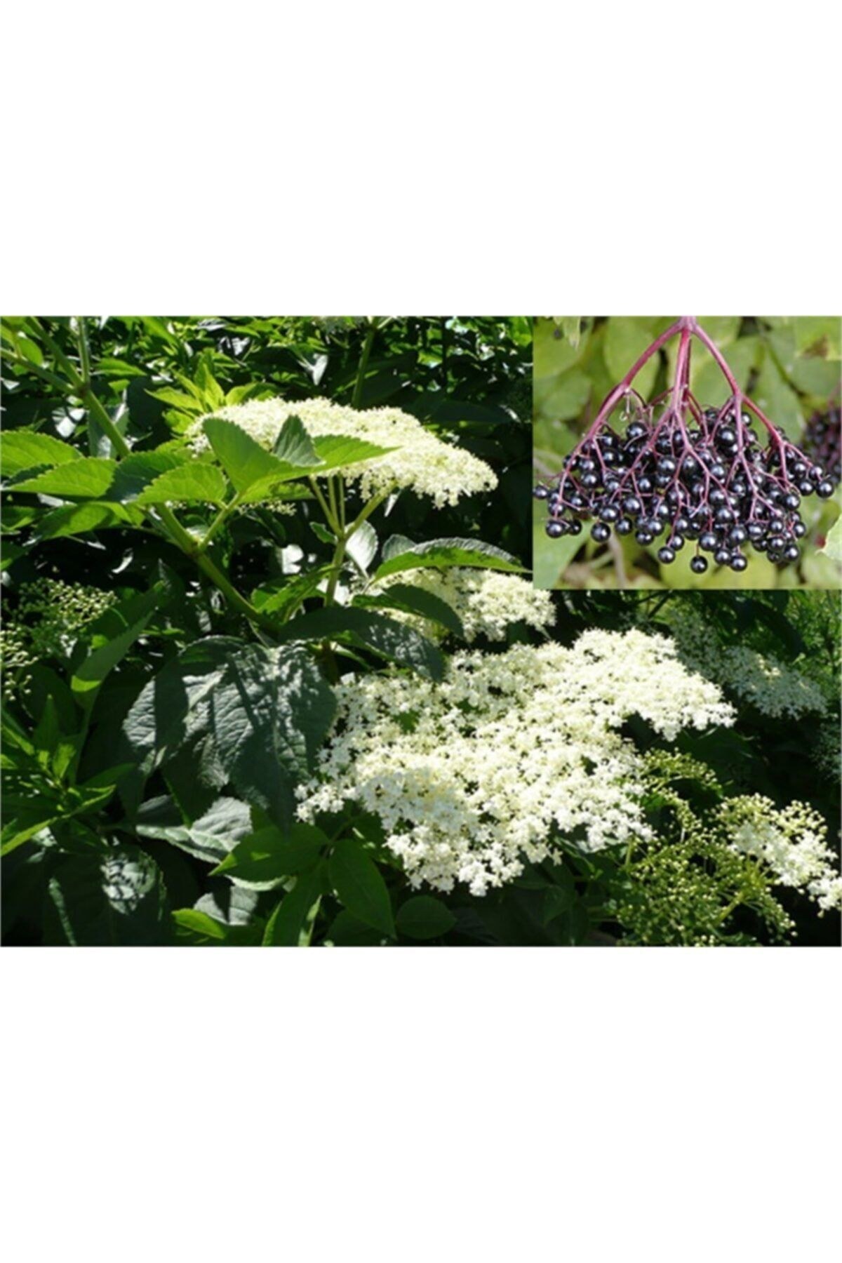 Sambucus Nigra Elderberry Kara Mürver Yemişi Fidanı 50-70 cm