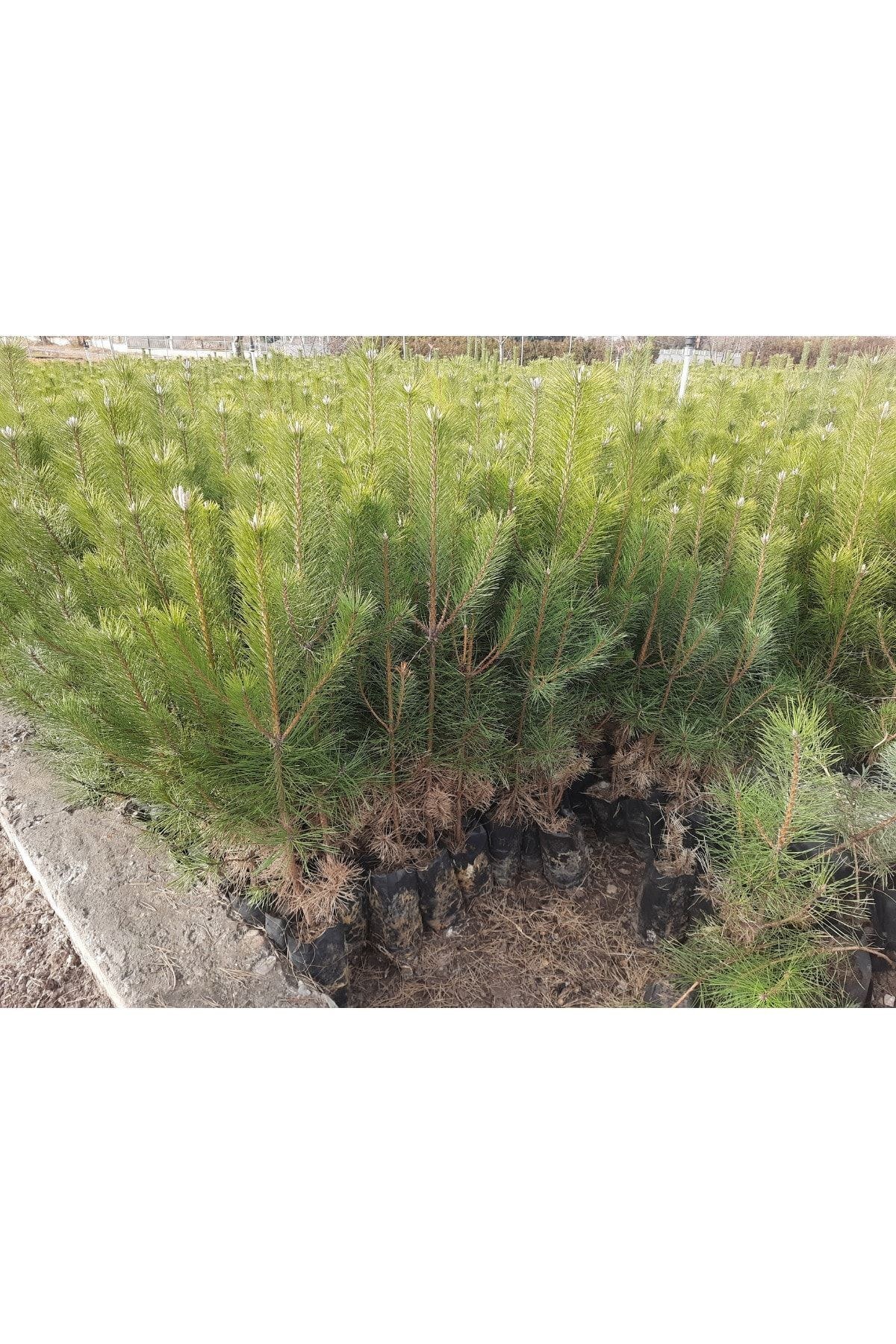 100 Adet Çam Fidanı 30 -40 Cm Toplu Dikimler ve Hediye İçin Uygundur