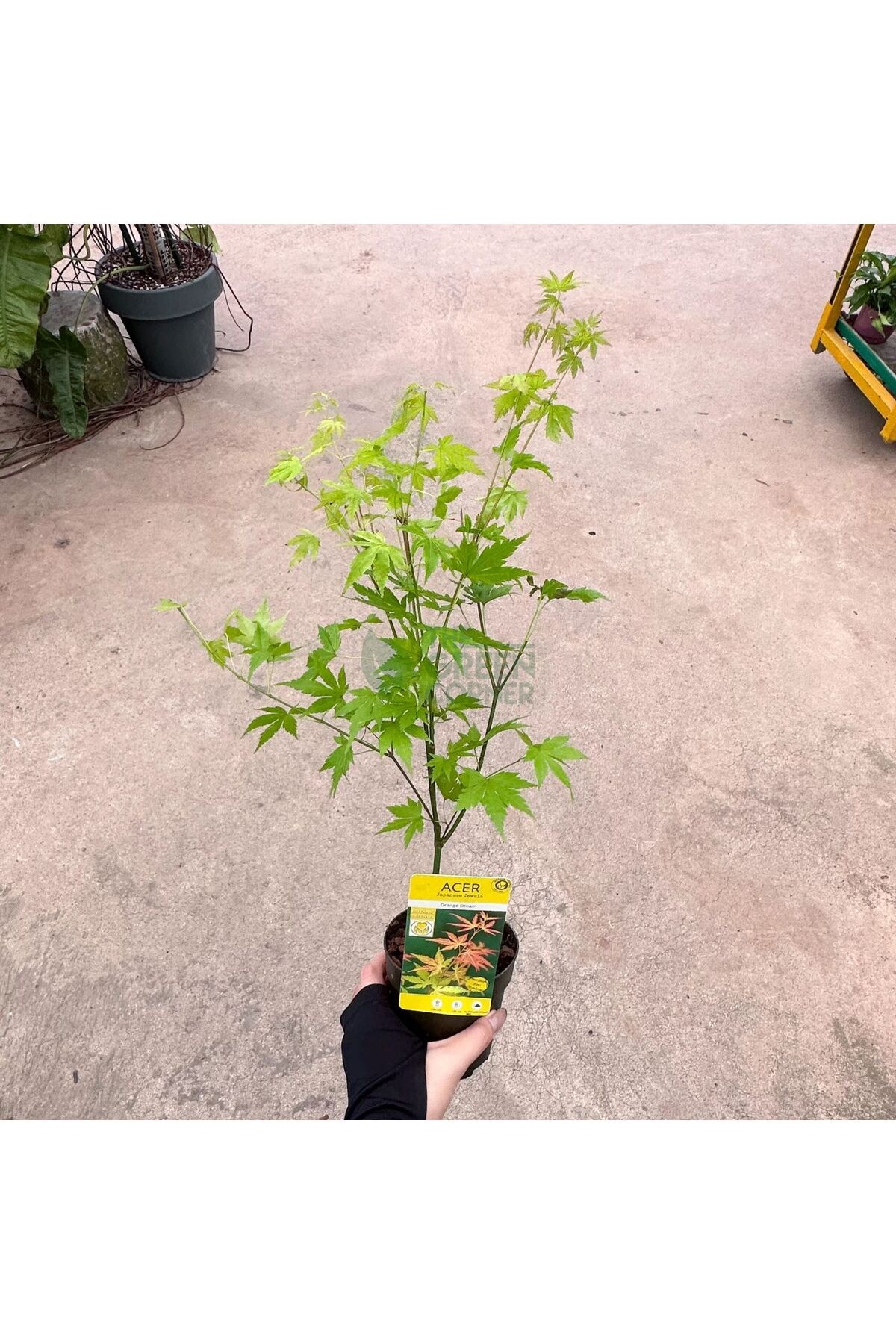 Japon Akçaağaç Fidanı Acer Palmatum 30-50 Cm
