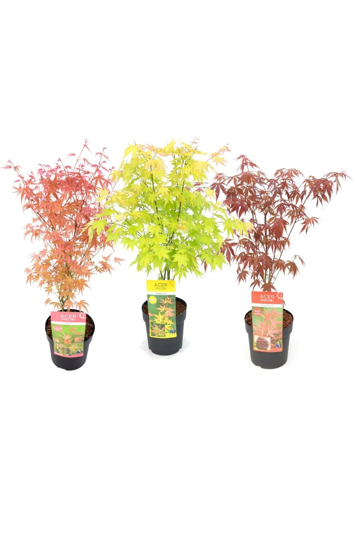 Bir Yeşil Bir Kırmızı Japon Akçaağaç Fidanı Acer Palmatum 30-50 Cm