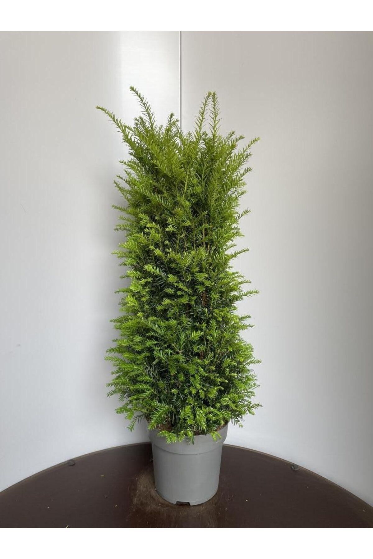 Porsuk Çamı 30-50 cm