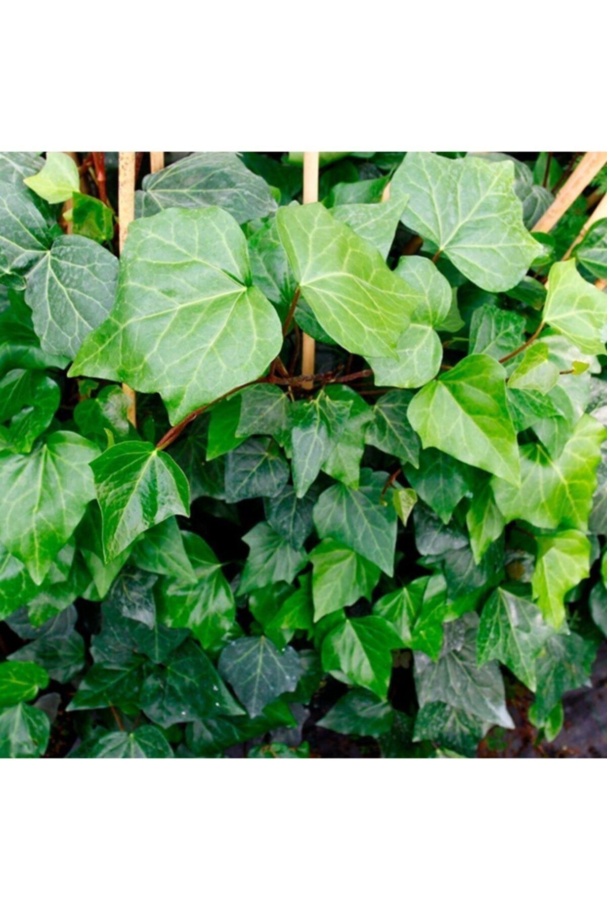Hedera Duvar Sarmaşığı Fidanı 30-50 cm