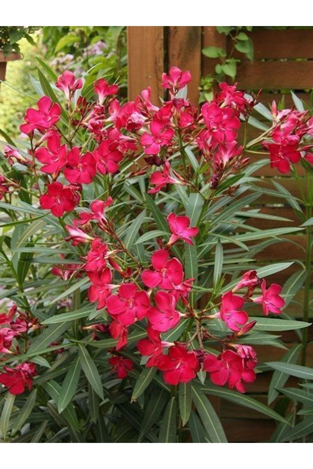 Zakkum Fidanı Koyu Pembe Çiçekli Nerium Oleander Saksılı 30-50 cm