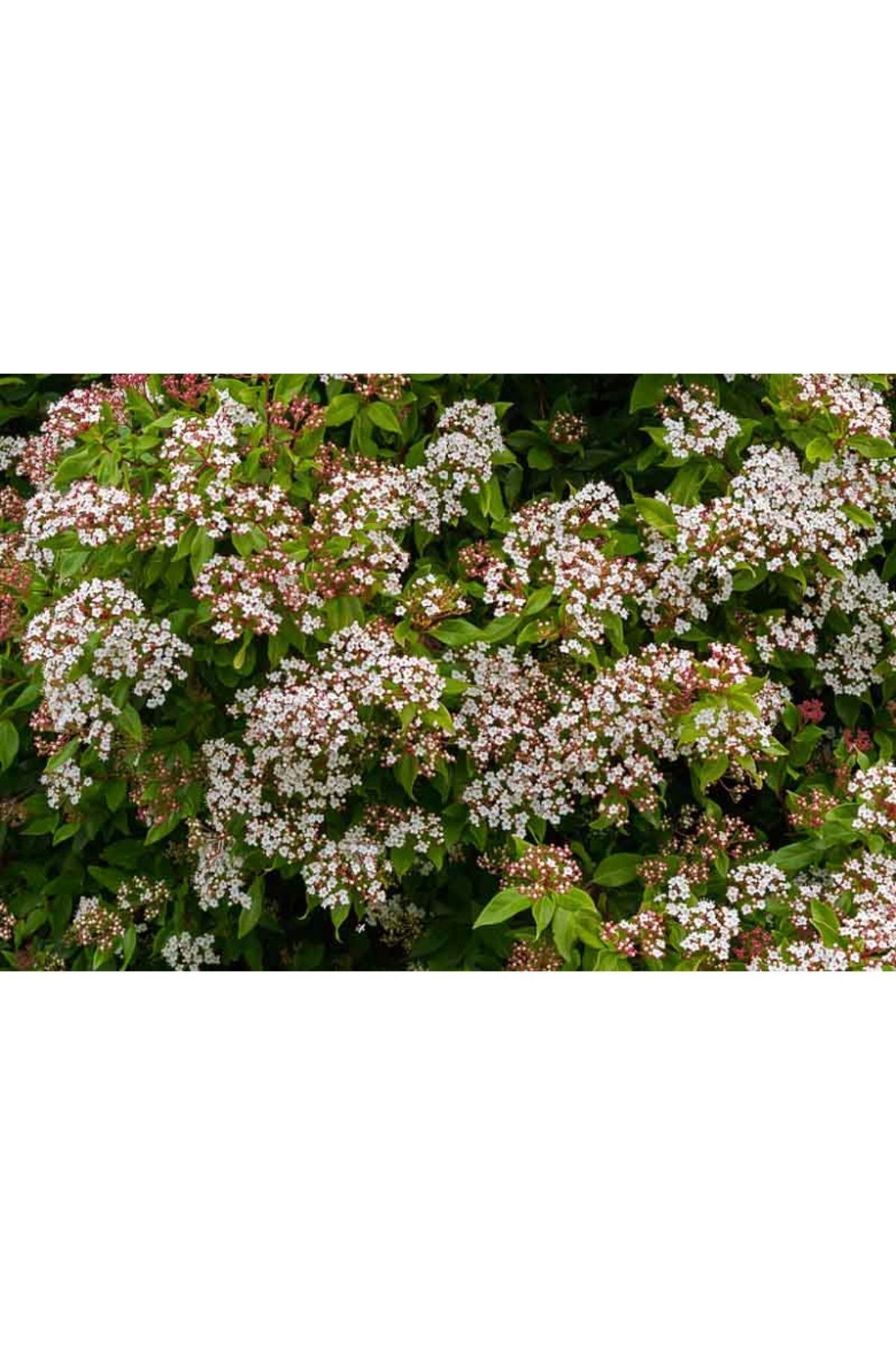Kartopu Çiçeği (vibirnum)60-90 cm