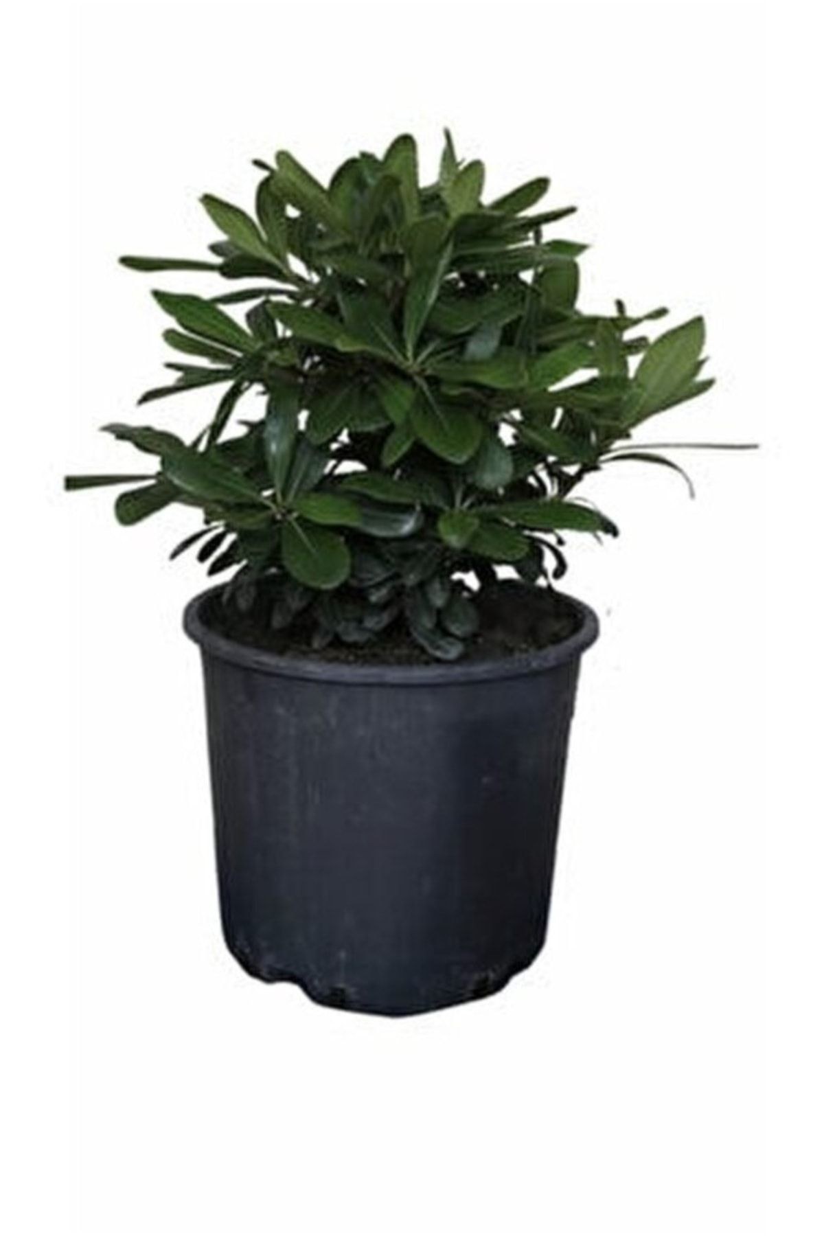 4 Adet Bodur Yıldız Çalısı Saksılı- Pitos (pittosporum Tobira Nana)