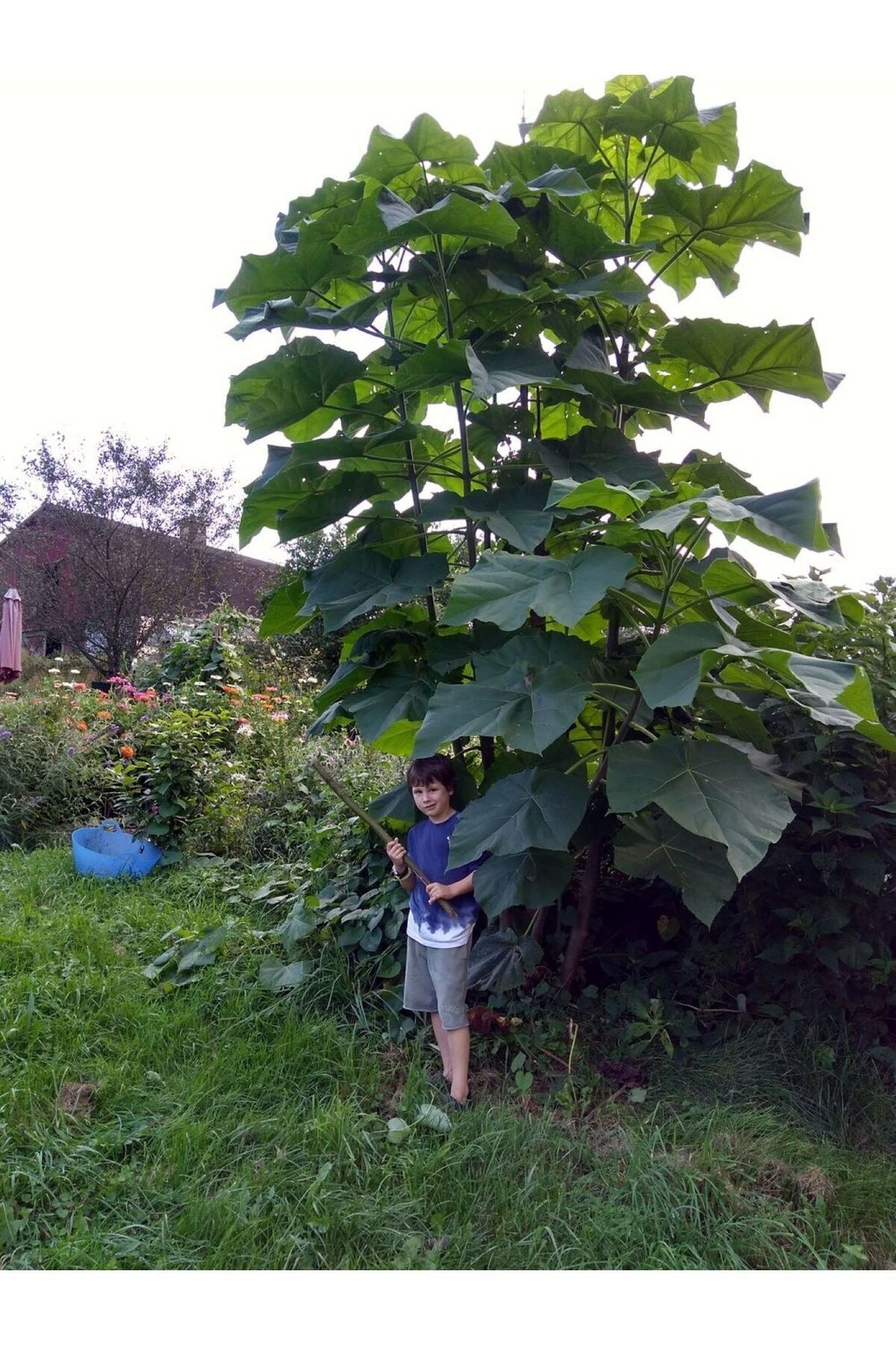 Pavlonya Fidanı - Paulownia (Çin Kavağı) 20-40 cm