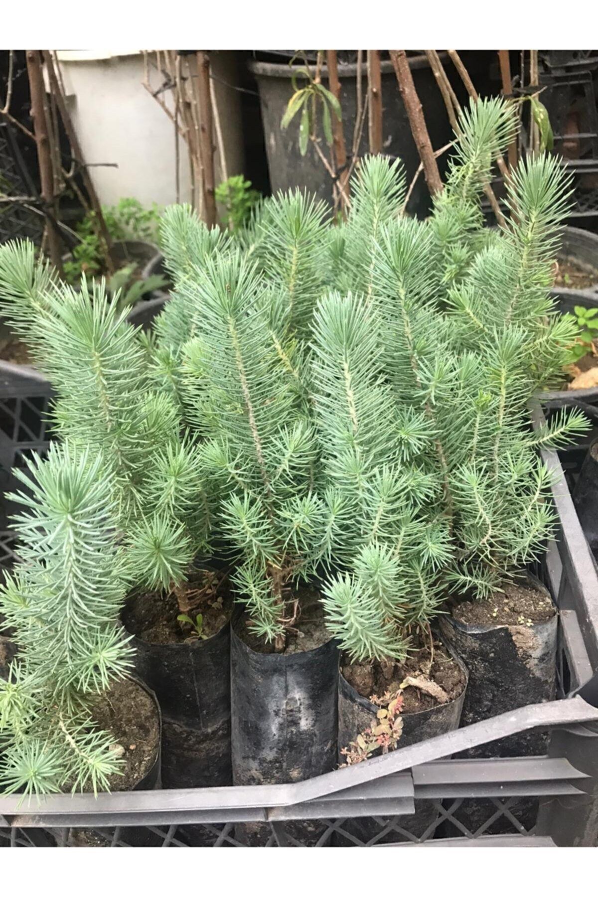 Fıstık Çamı Fidanı 40-60 cm
