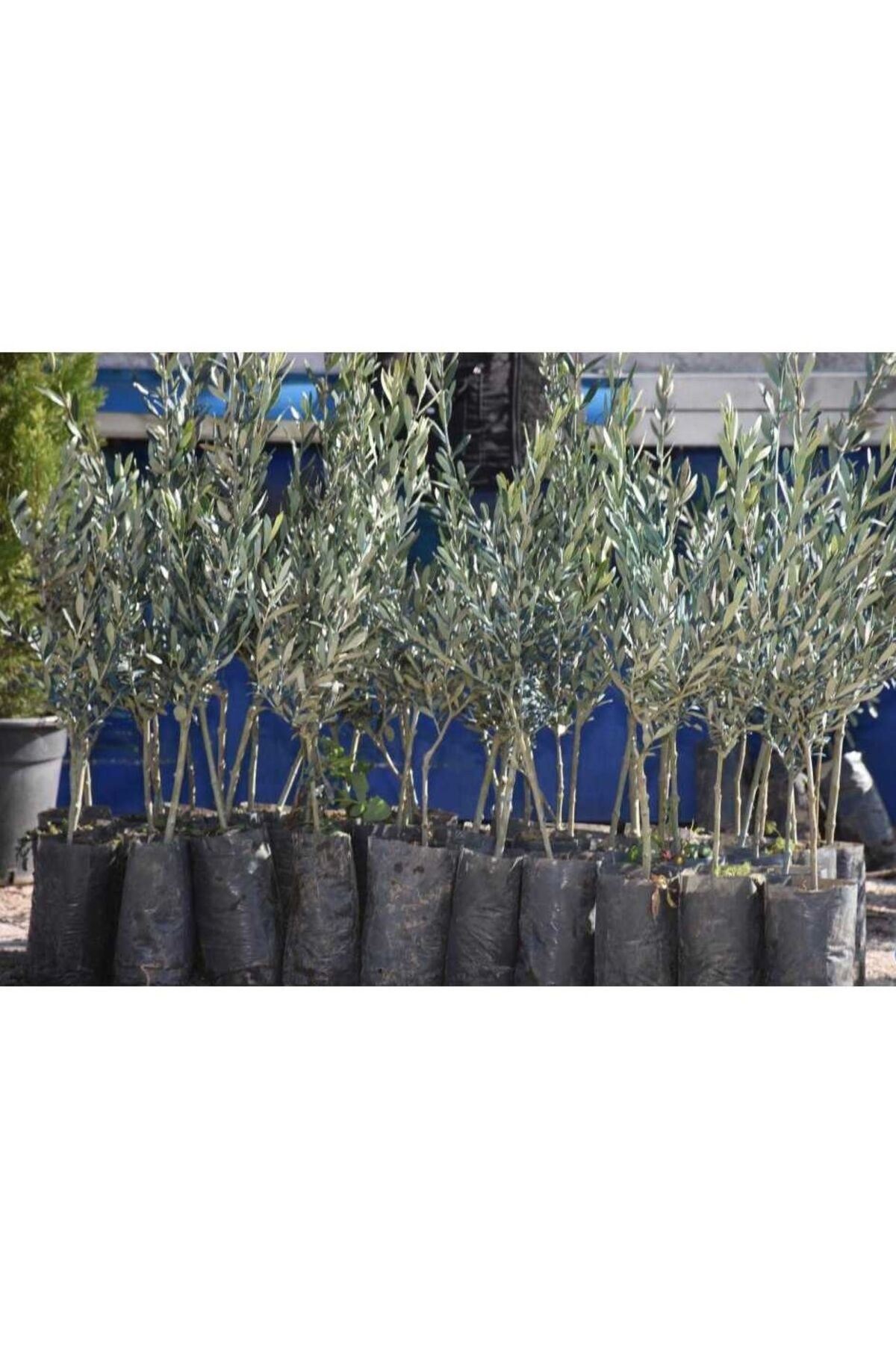 Zeytin Fidanı Kalın Gövde 60-80 cm