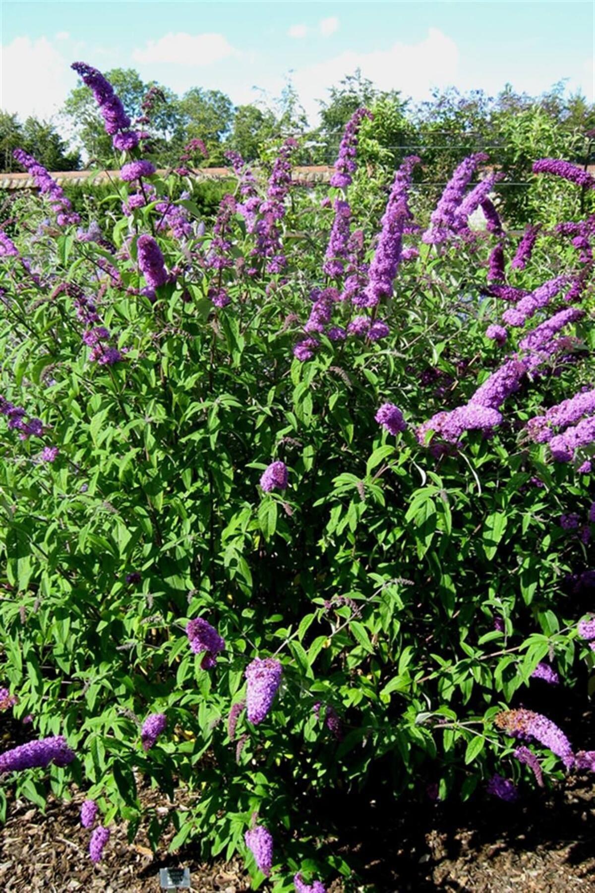 Kelebek Çalısı Fidanı