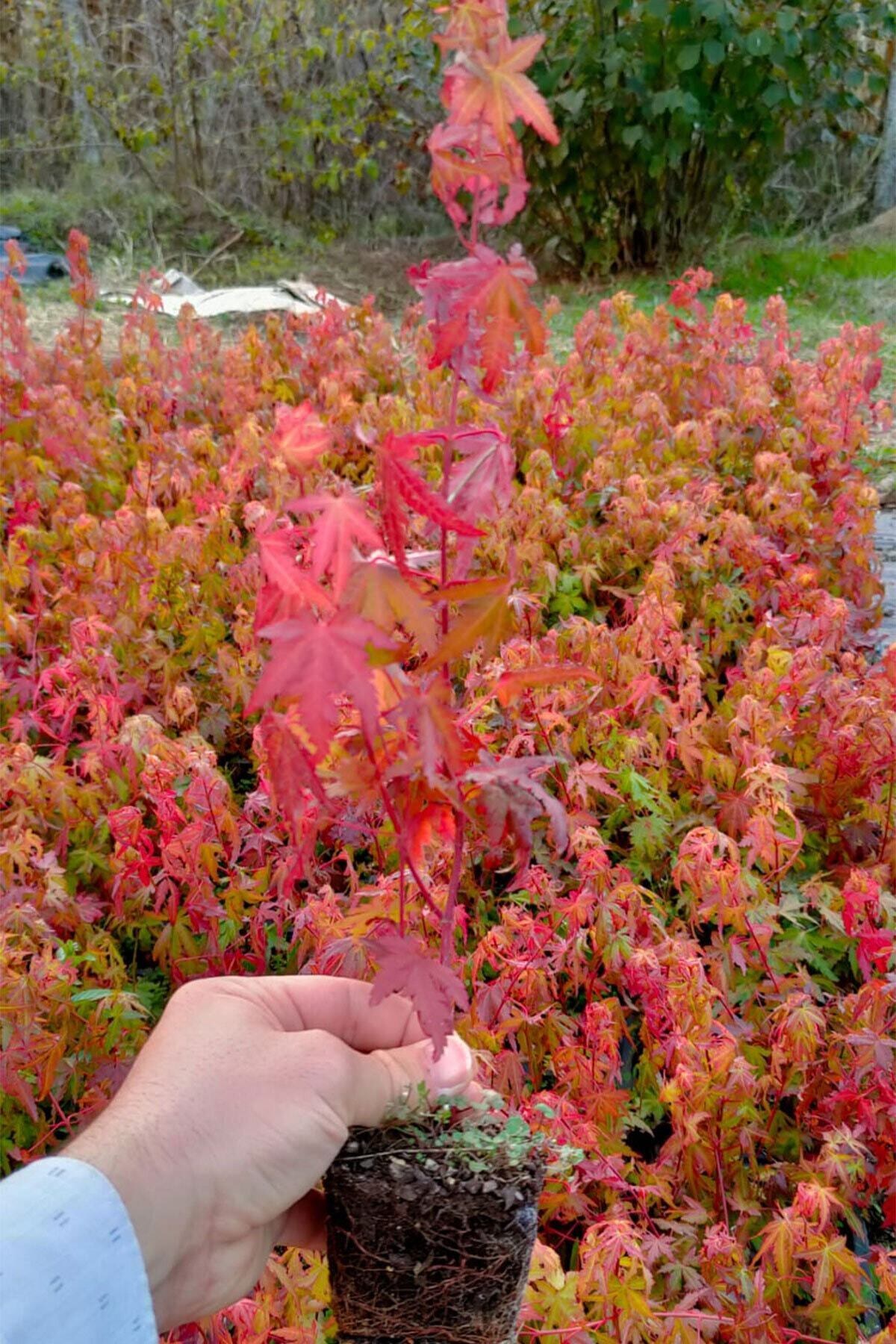 Japon Akçaağacı Acer Palmatum 40 Cm