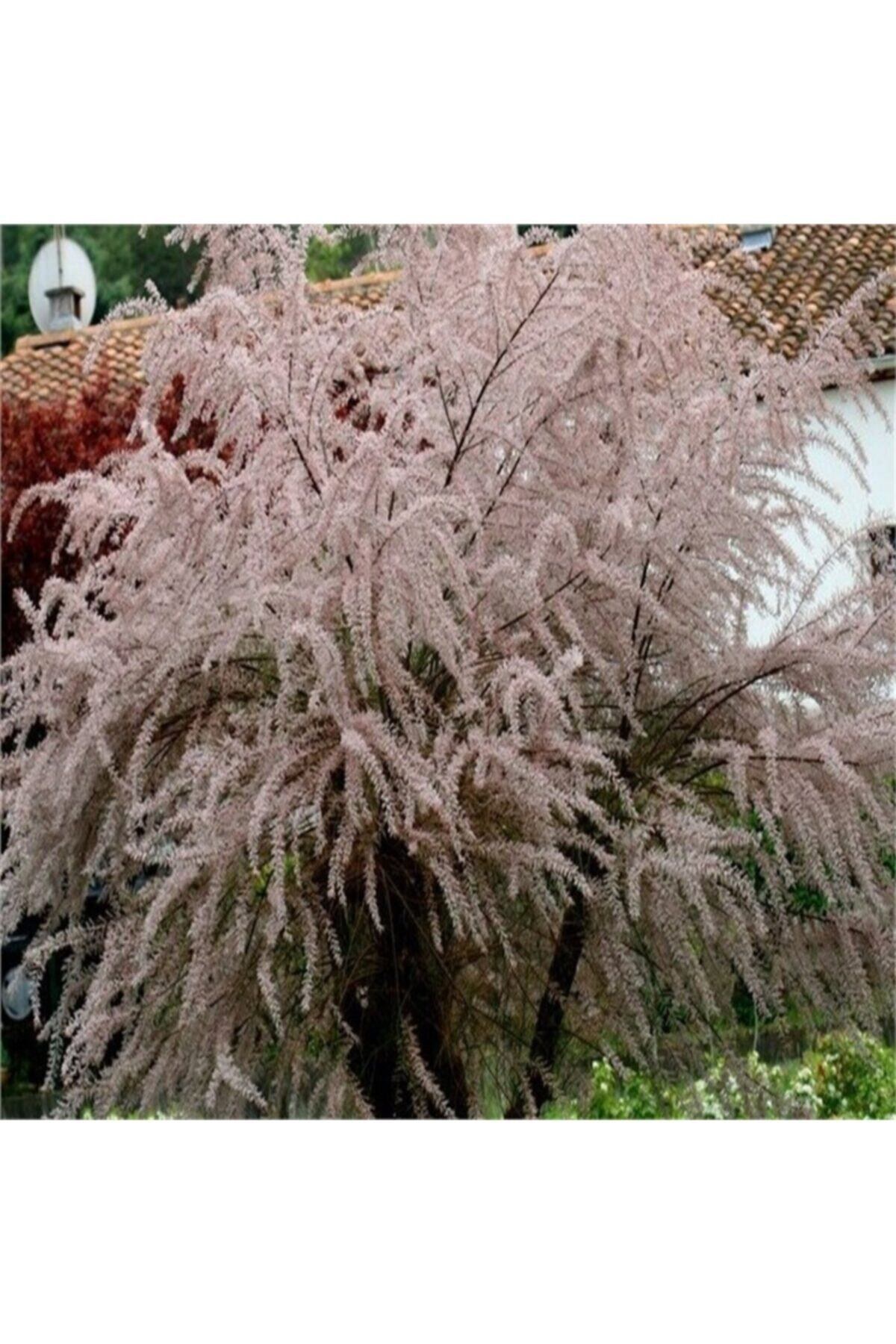 Tüplü Pembe Çiçekli Ilgın Ağacı Fidanı