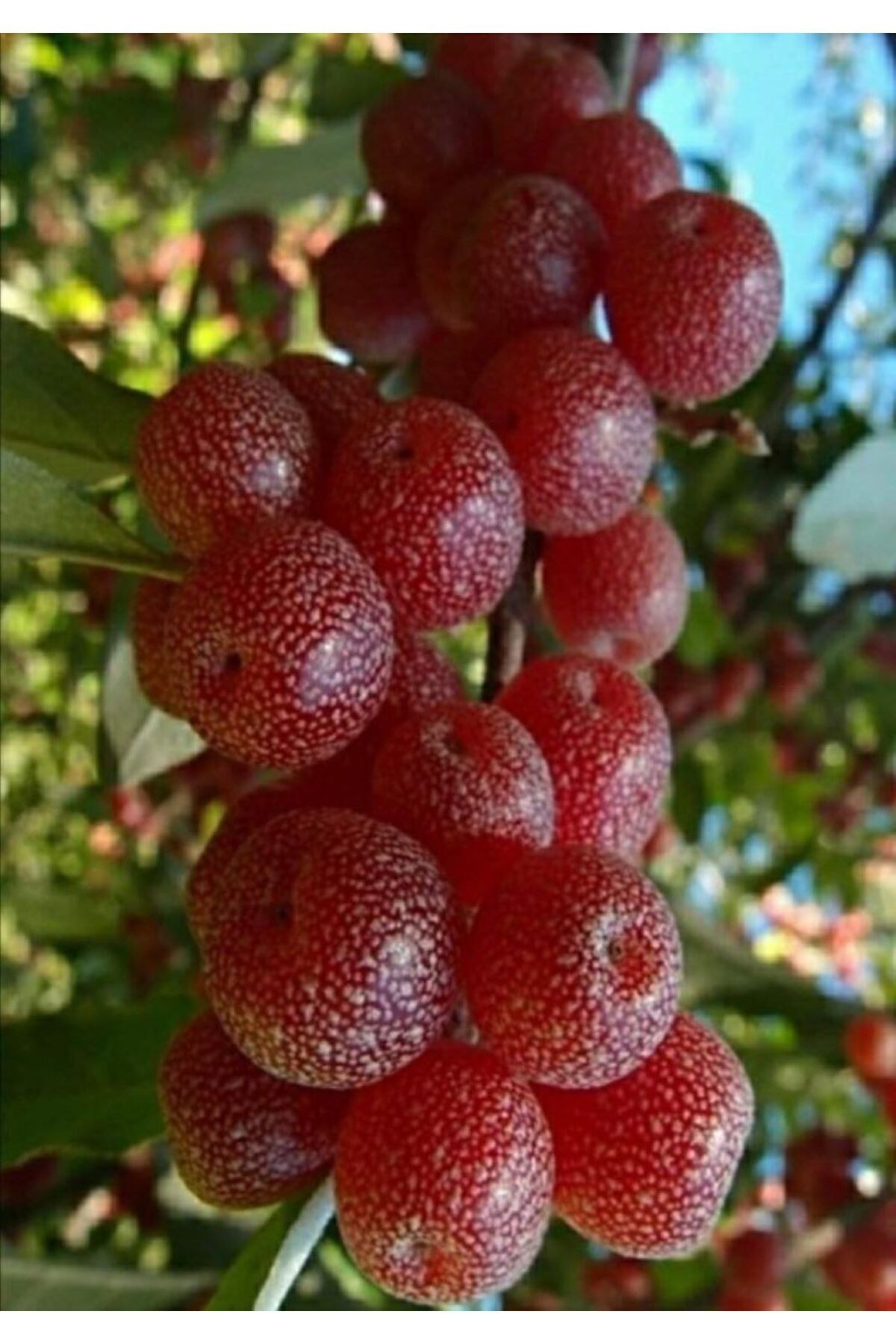 Elaeagnus umbellata - 2 Yaşında Tüplü Güz Yemişi Fidanı 80-100 cm