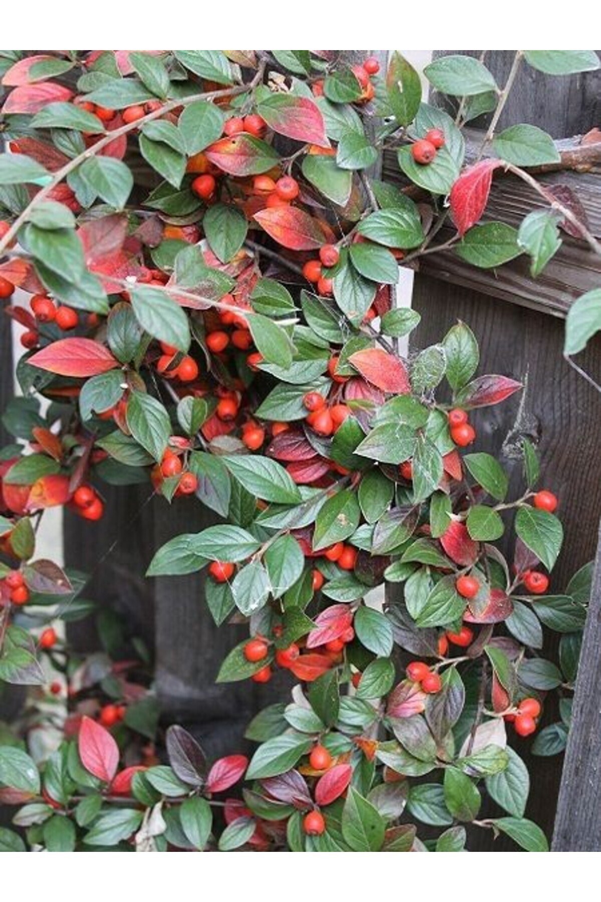 Dağ Muşmulasi Cotoneaster Franchetti Tibet 40 60 Cm