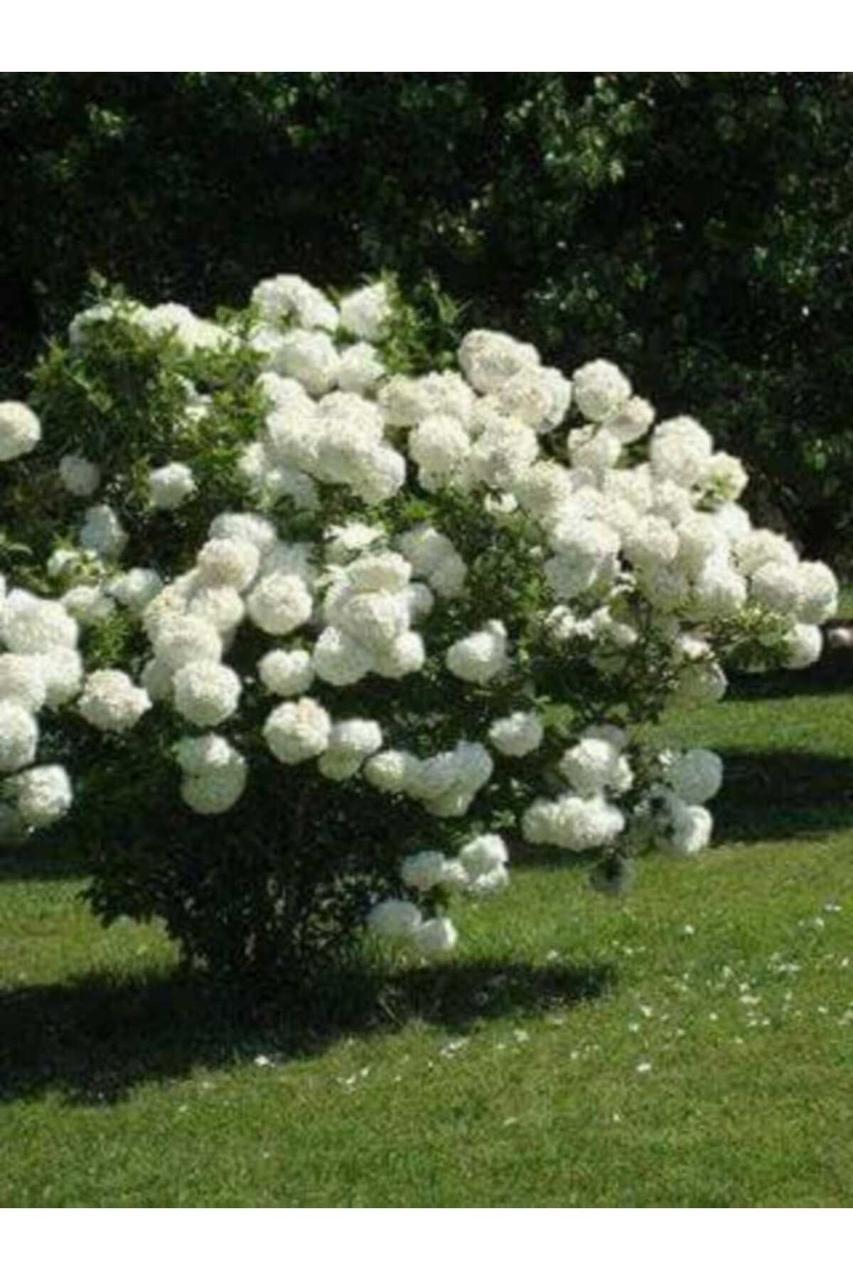 3 Yaş 50-80 cm Beyaz Çiçekli kartopu fidanı