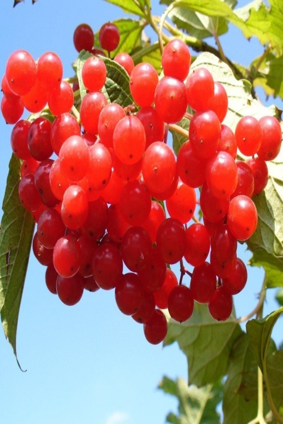 Tüplü Aromatik Salkım Meyveli Girebolu (gilaburu) Fidanı