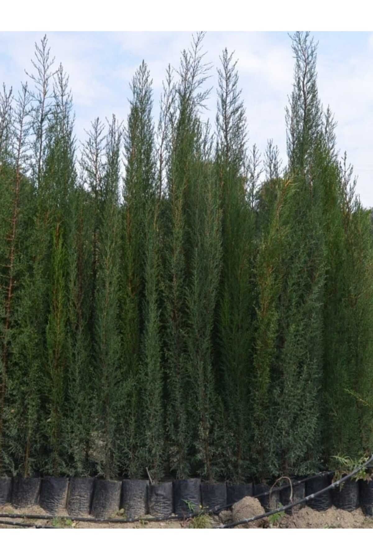8 Adet Tüplü Kara Servi Boy 90-120cm