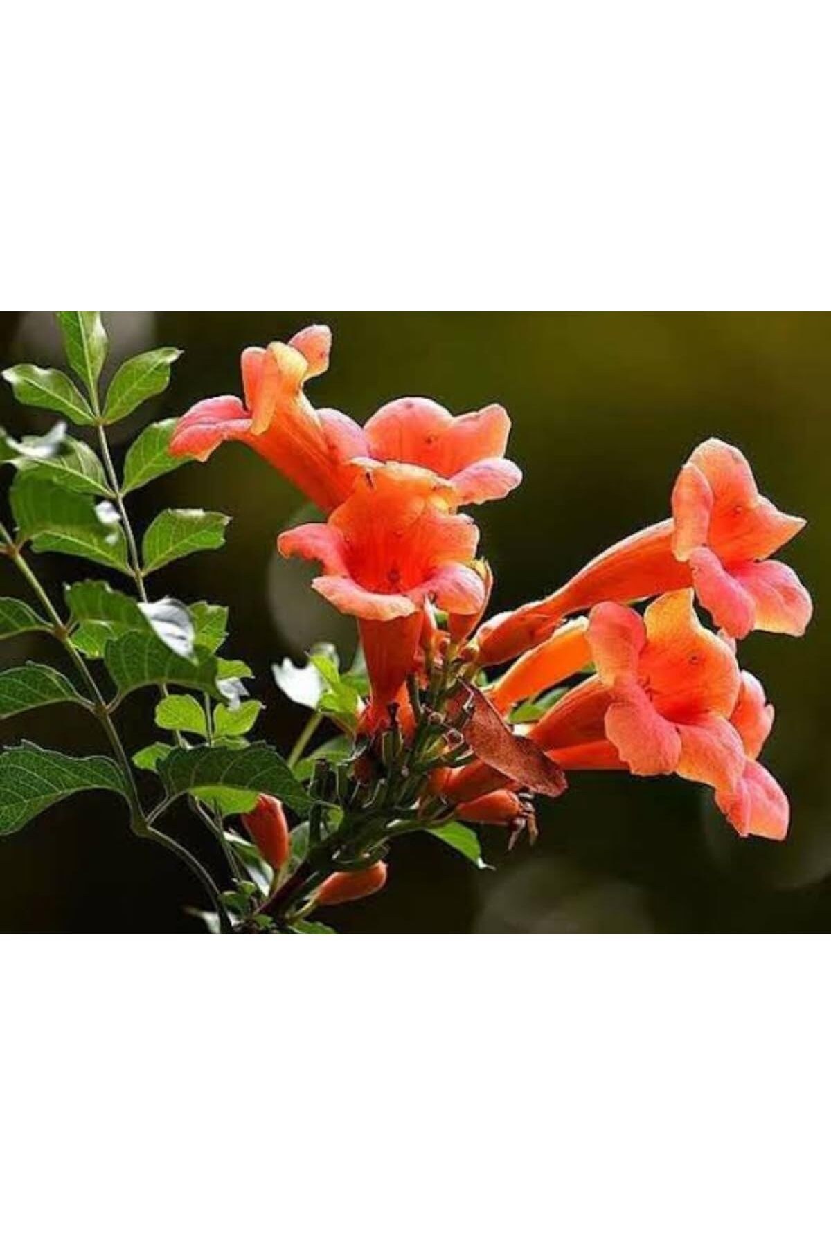 Acem Borusu ( Campsıs Radıcans ) 30-50 Cm