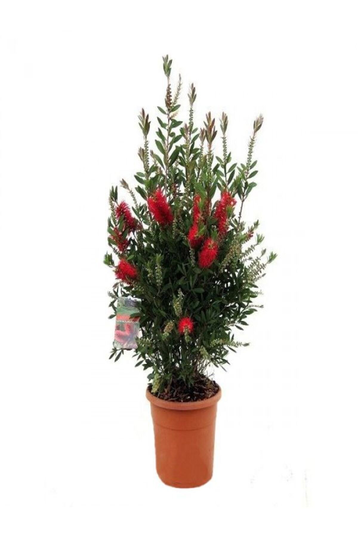 Videolu Canlı Kırmızı 1 Adet Fırça Çalısı Çiçeği Fidanı 30-60cm Saksılı (BOTTLEBRUSH)