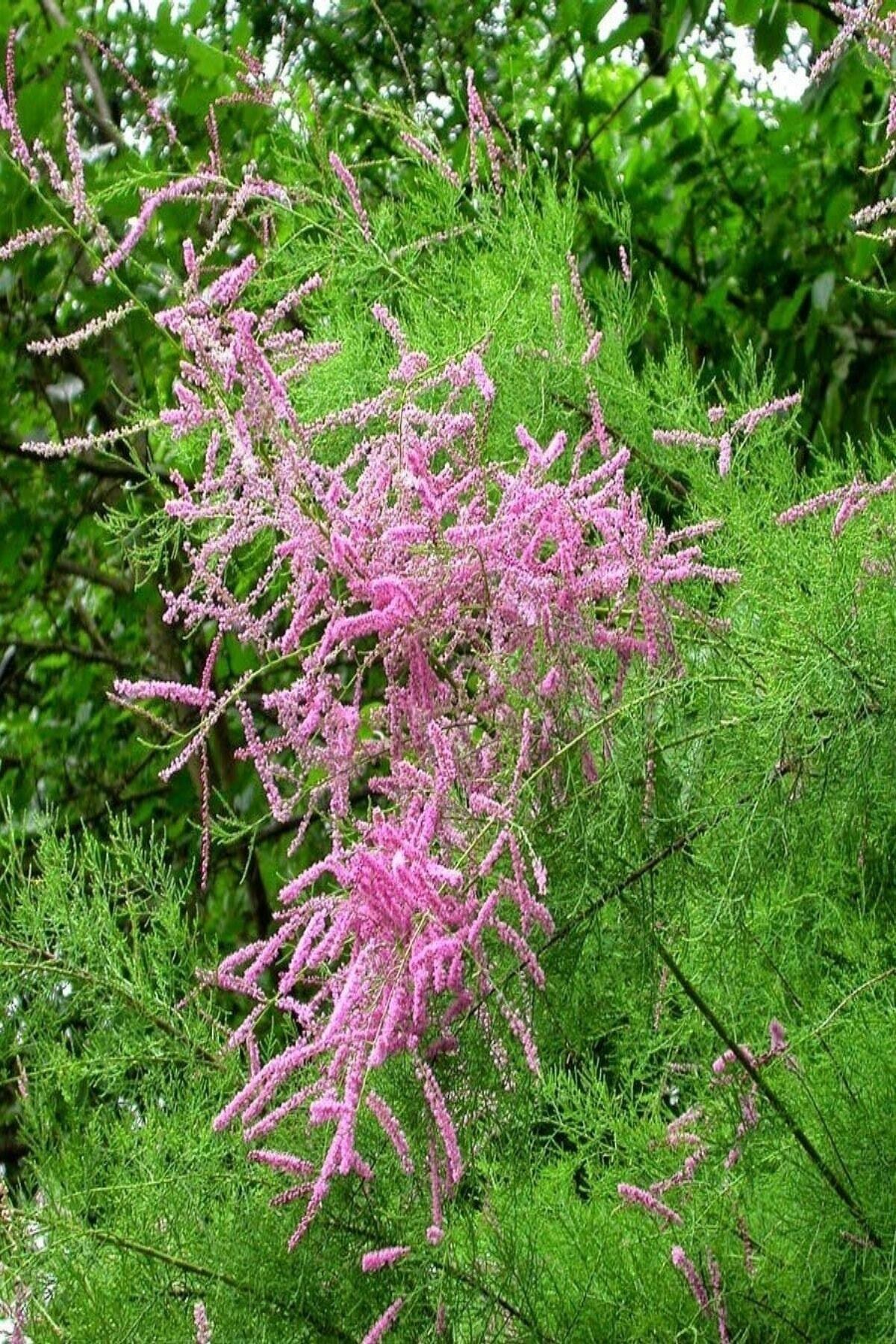 Tüplü Ilgın Ağacı (Tamarix) Fidanı
