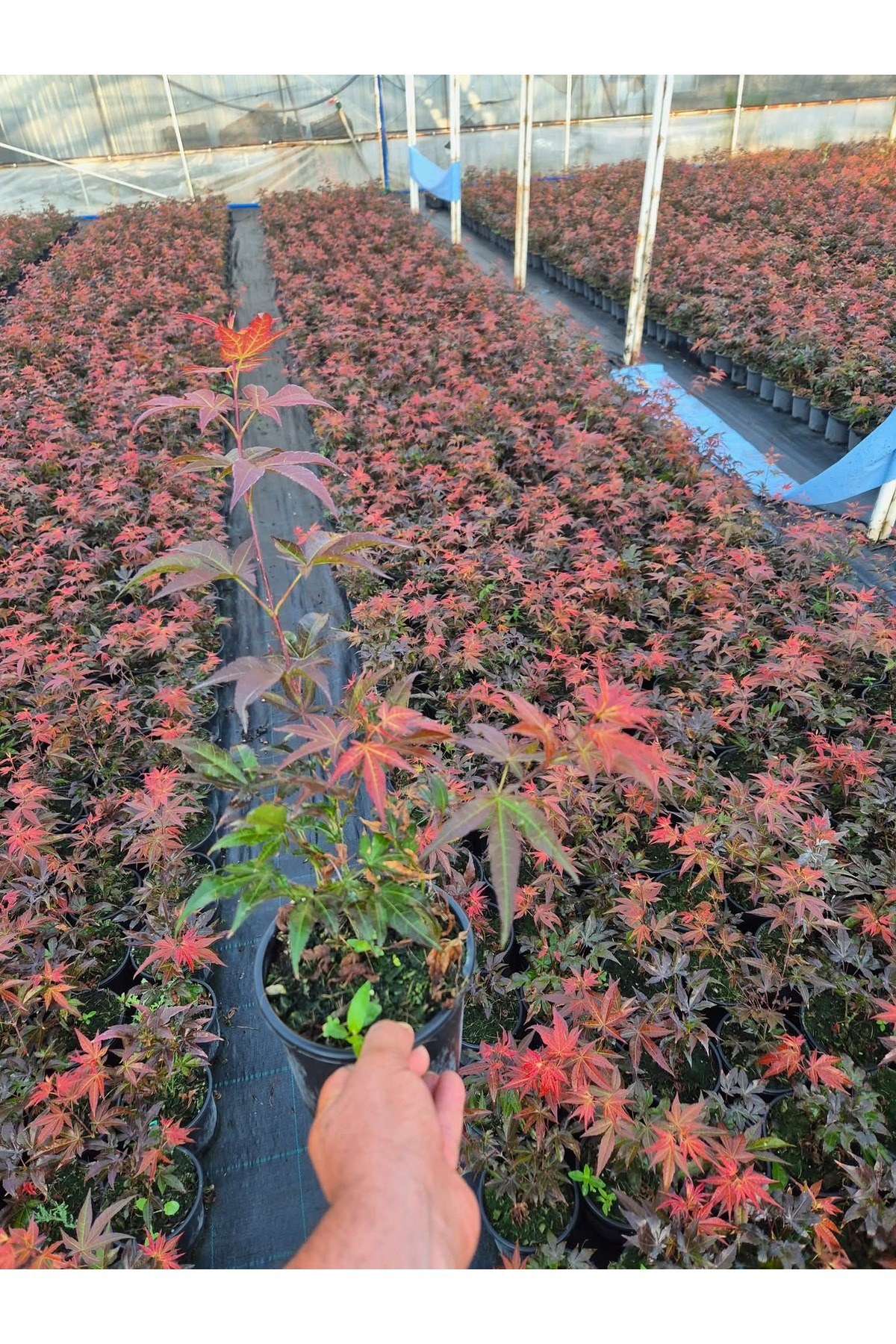 Acer Palmatum Atropurpureum Kırmızı yakraklı japon akçaağaç 1.5 litre saksı Boy : 40-50 cm